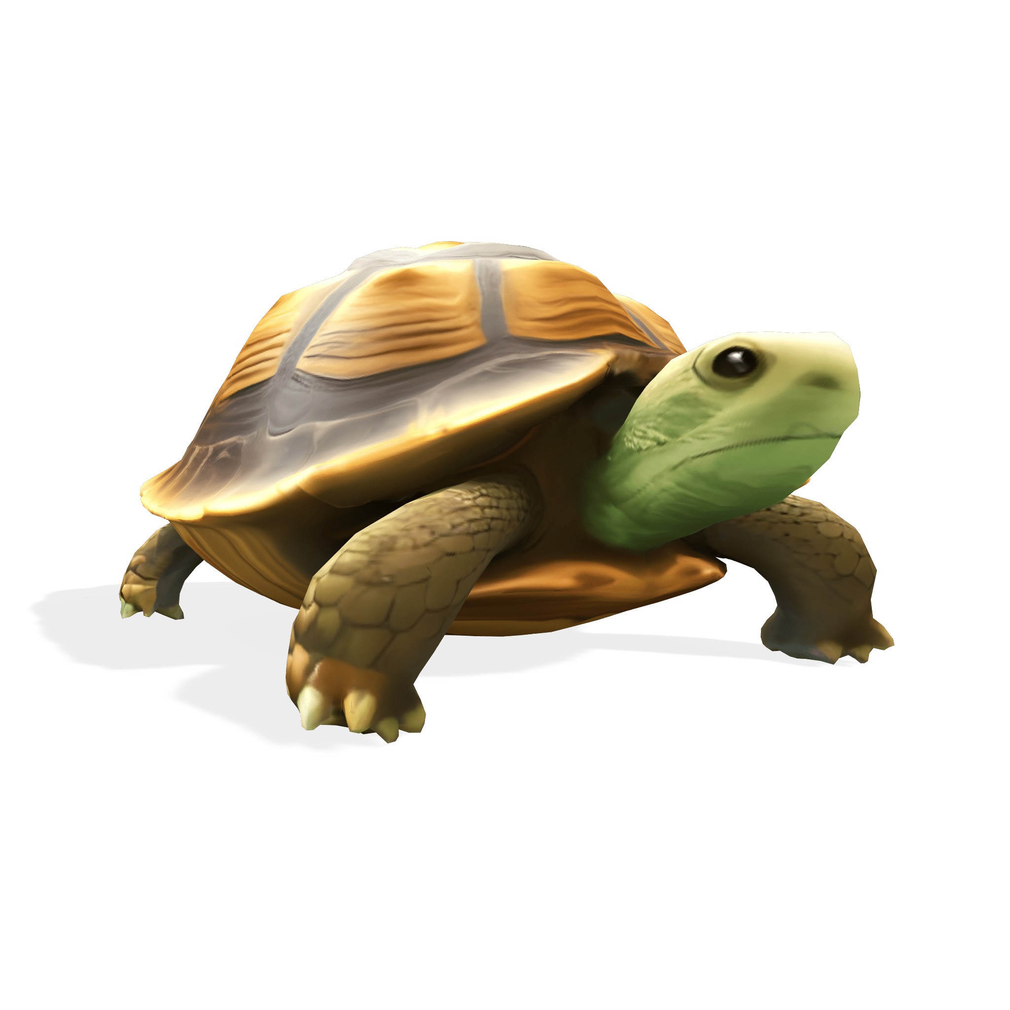 Stylized Tortoise 3D model_1