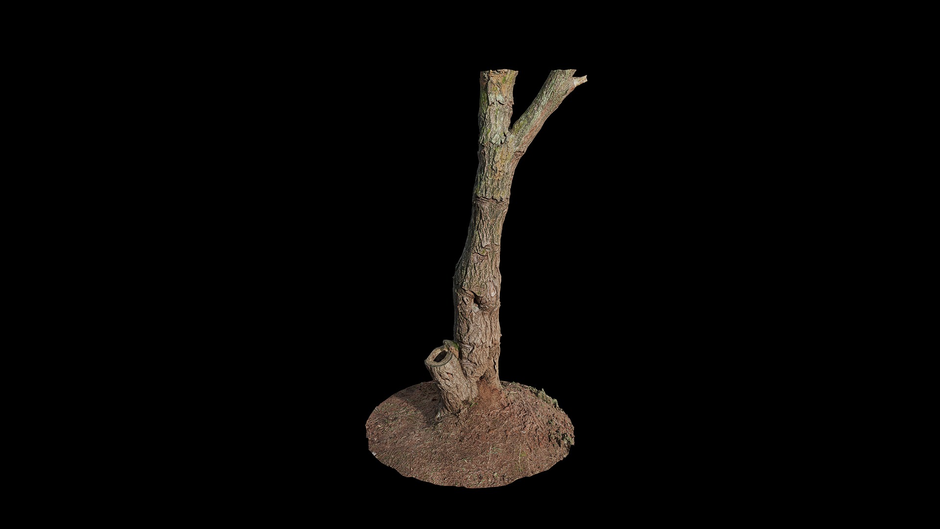Anydrafts Ulmus americana Trunk 01 Low-poly 3D model_2