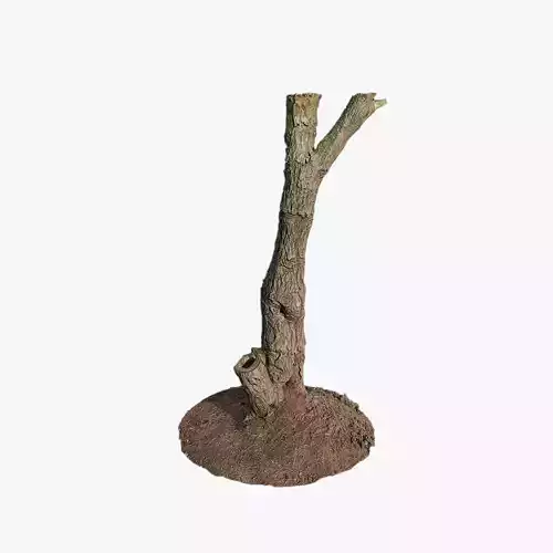 Anydrafts Ulmus americana Trunk 01 Low-poly 3D model