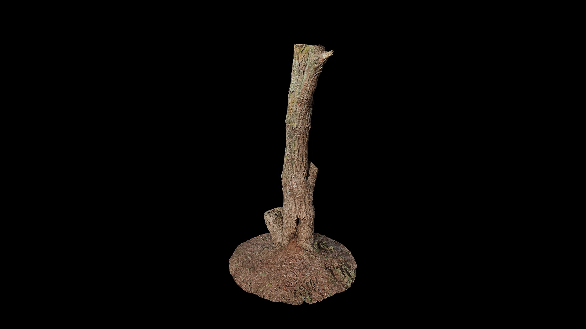 Anydrafts Ulmus americana Trunk 01 Low-poly 3D model_5