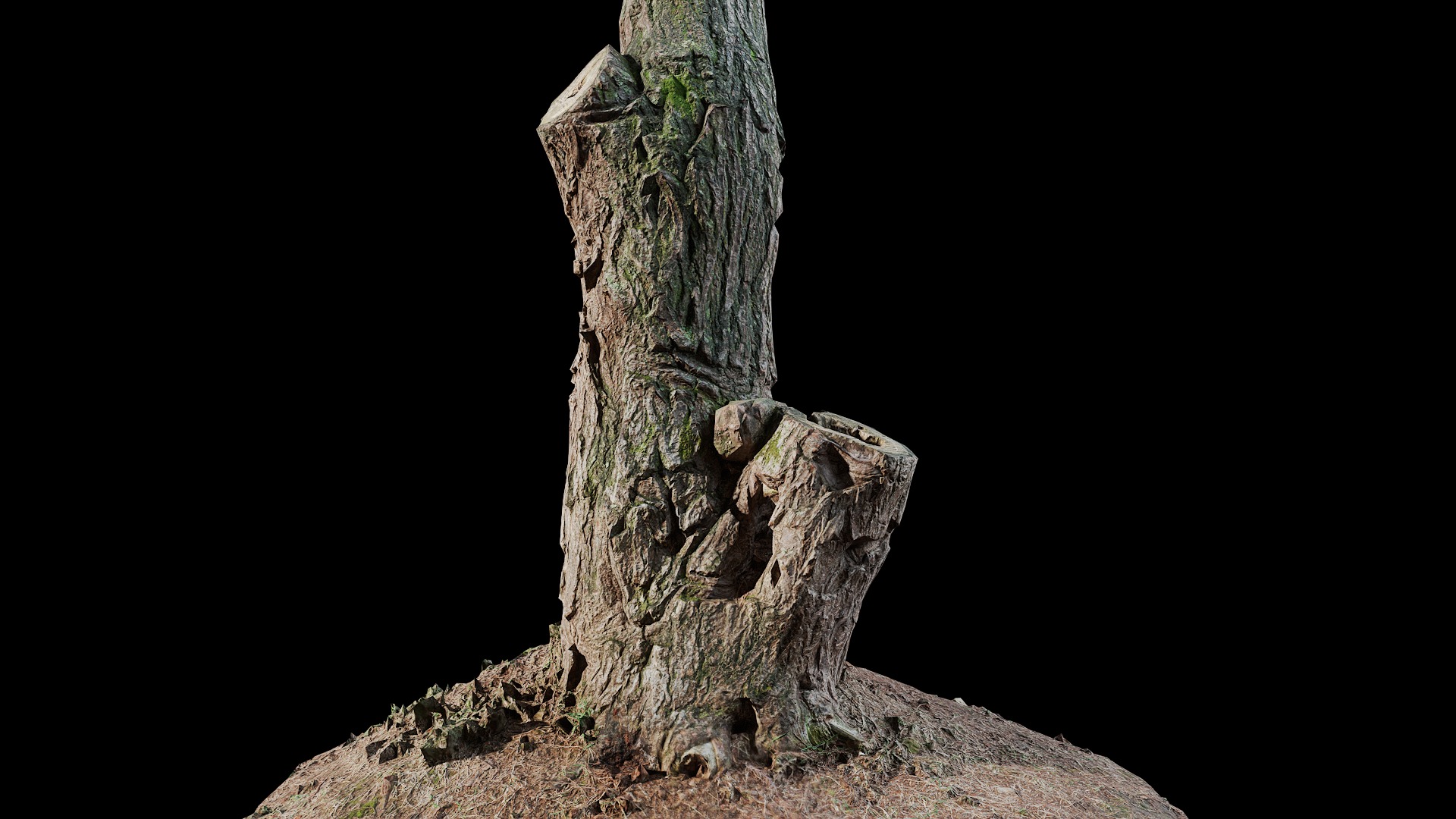 Anydrafts Ulmus americana Trunk 01 Low-poly 3D model_7