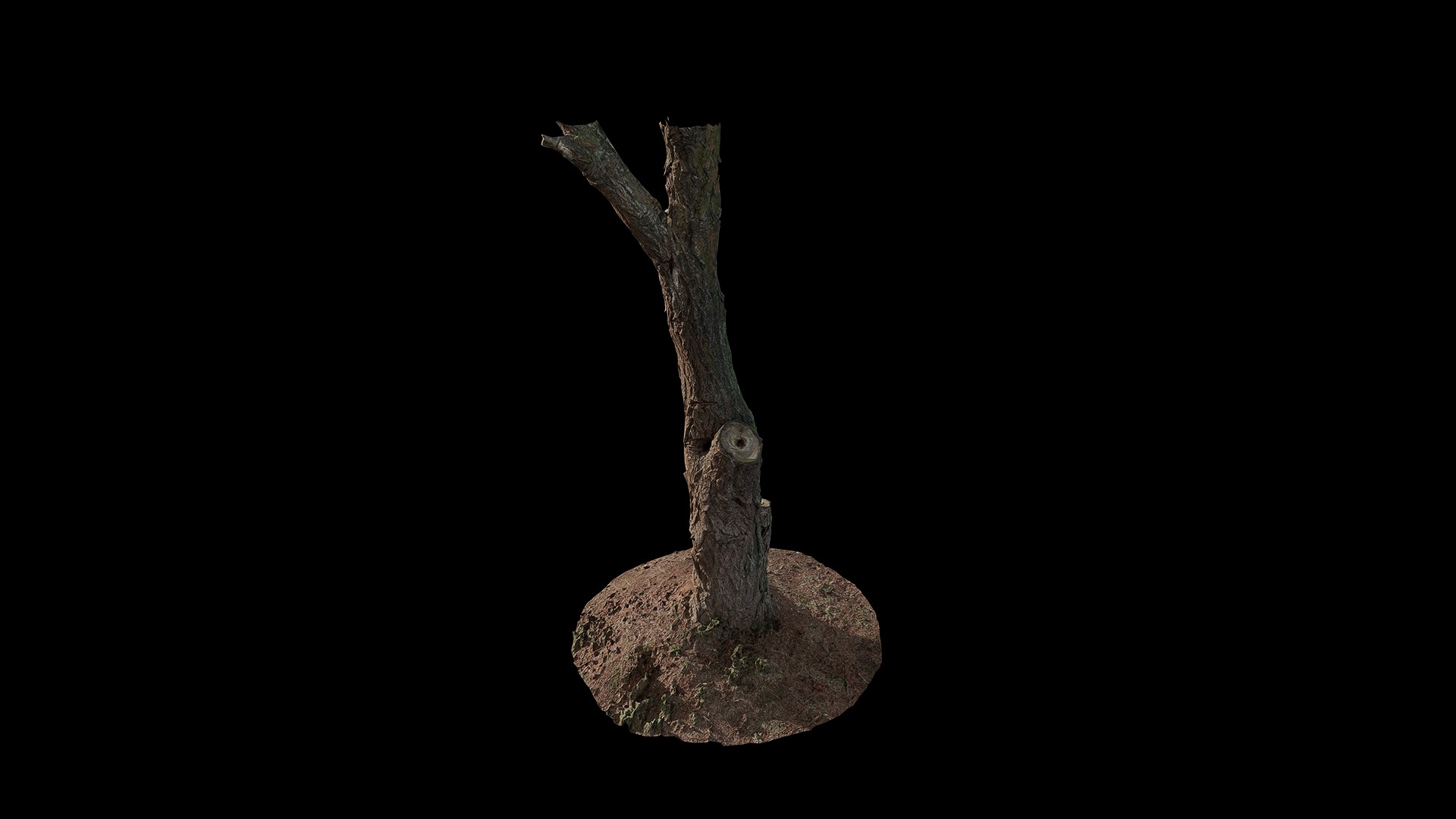 Anydrafts Ulmus americana Trunk 01 Low-poly 3D model_4