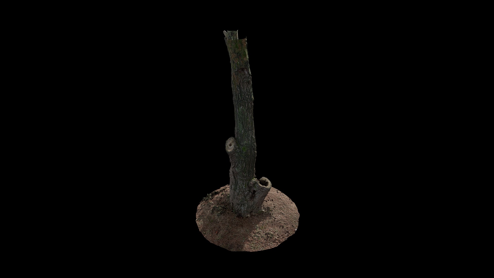 Anydrafts Ulmus americana Trunk 01 Low-poly 3D model_6
