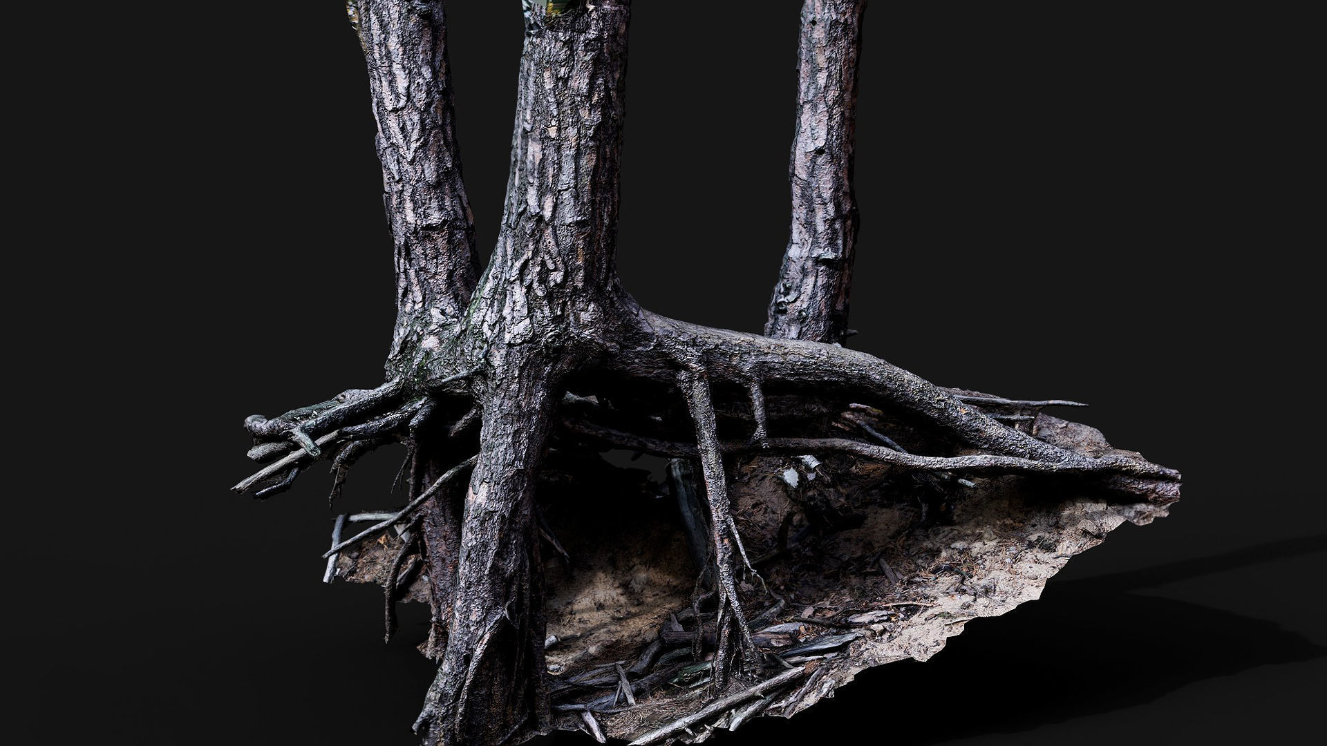 trees pine dense roots set photogrammetry Low-poly 3D model_3