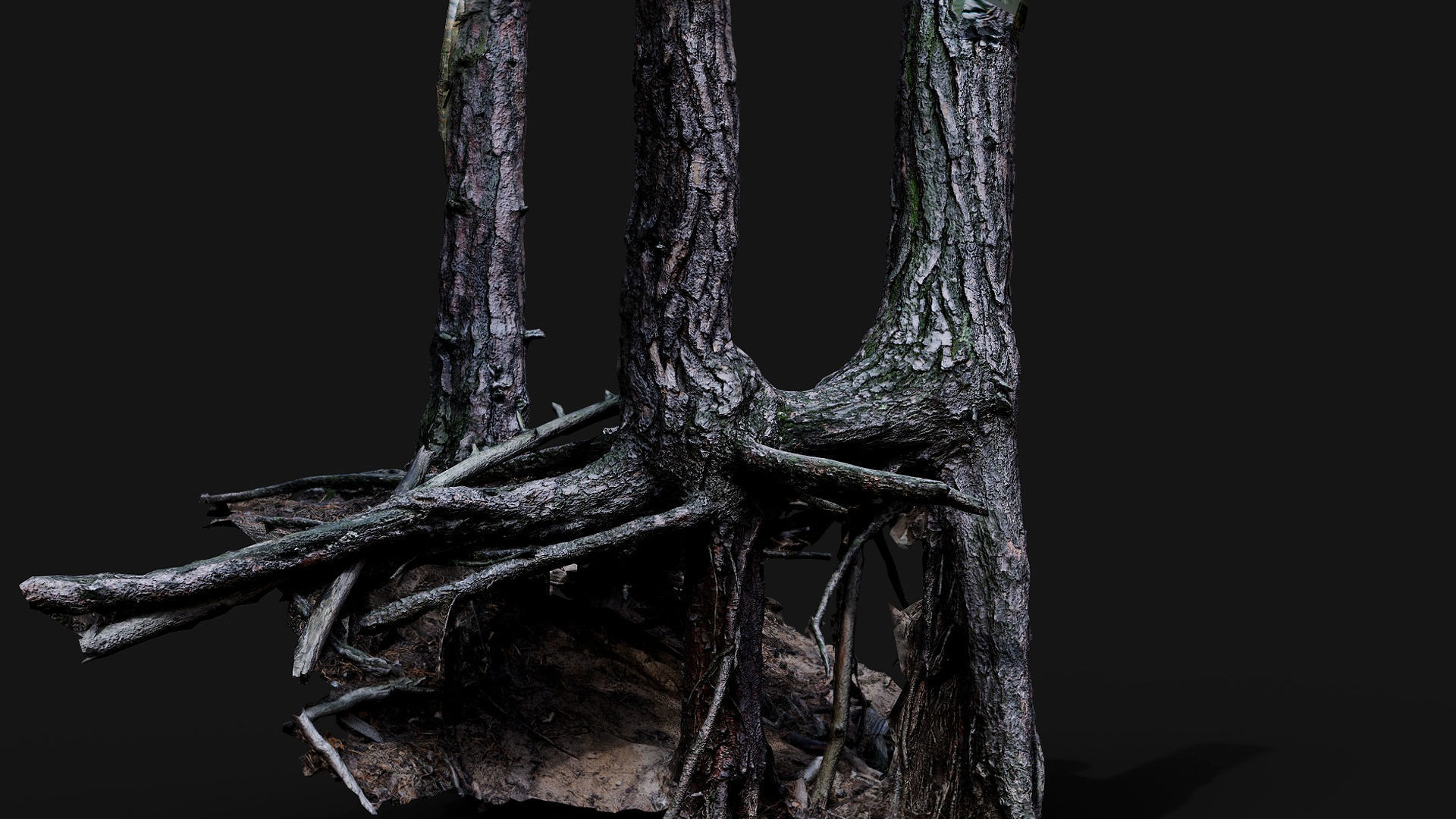 trees pine dense roots set photogrammetry Low-poly 3D model_1