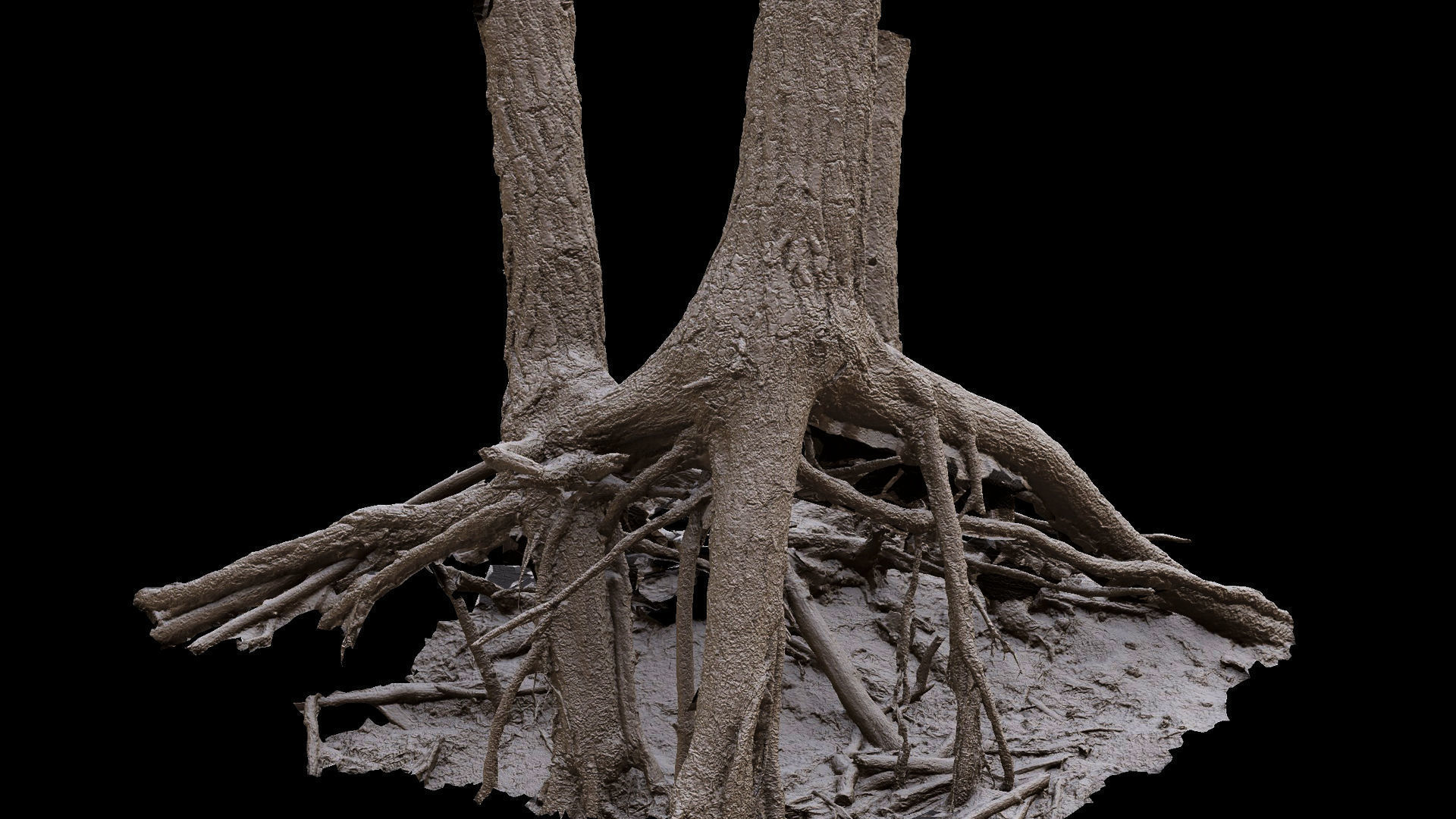 trees pine dense roots set photogrammetry Low-poly 3D model_7