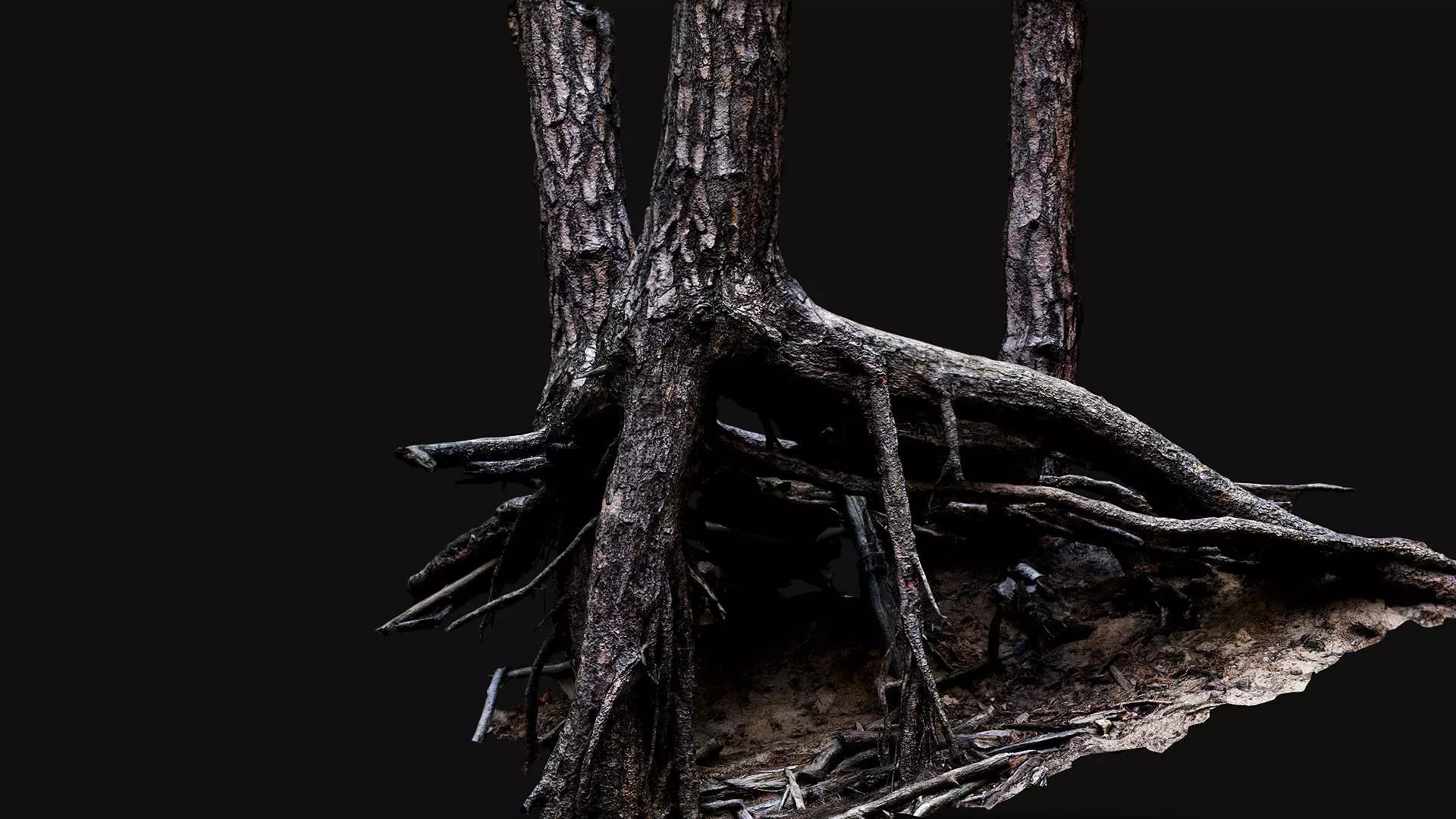 trees pine dense roots set photogrammetry Low-poly 3D model_0