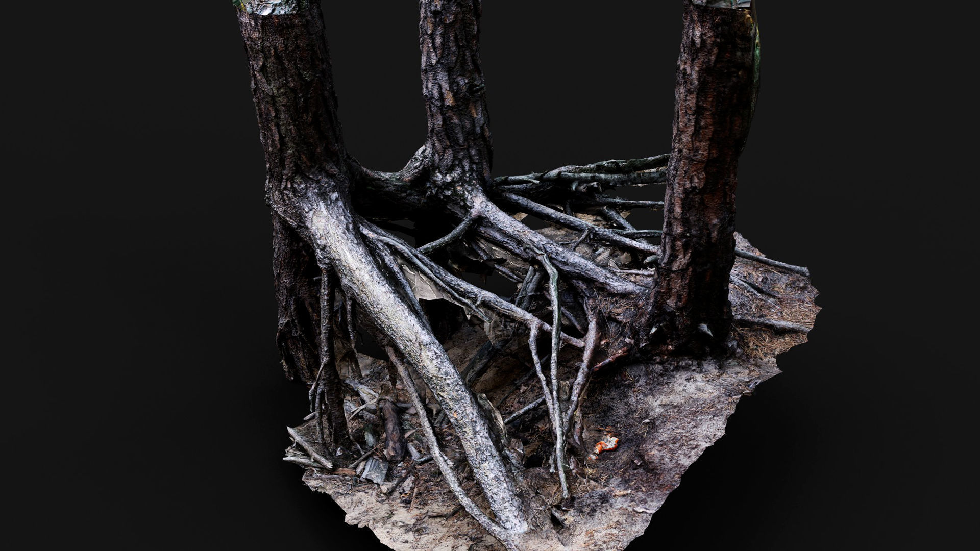 trees pine dense roots set photogrammetry Low-poly 3D model_5