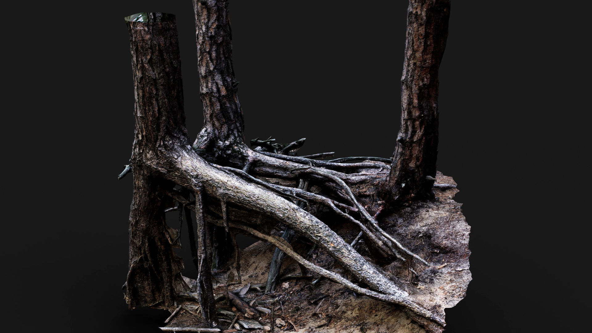 trees pine dense roots set photogrammetry Low-poly 3D model_6