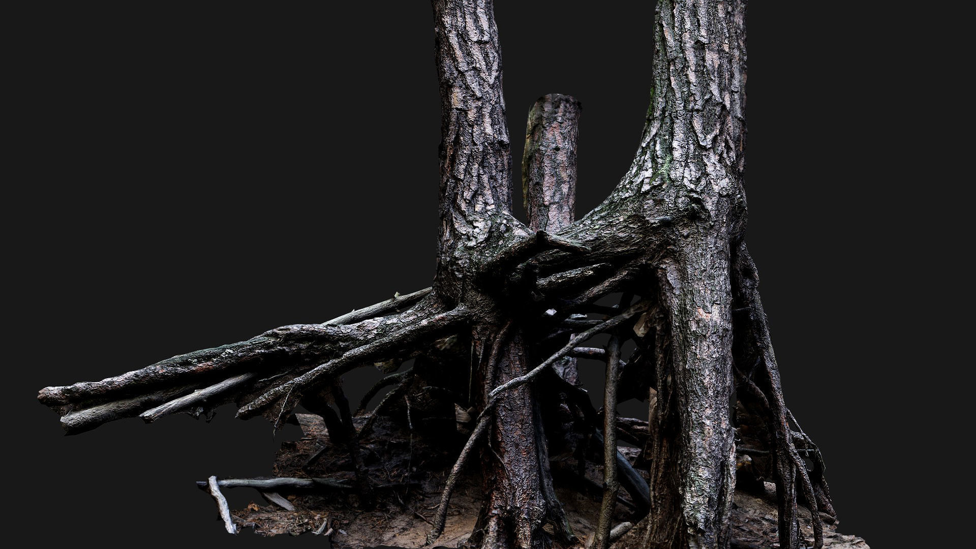 trees pine dense roots set photogrammetry Low-poly 3D model_4