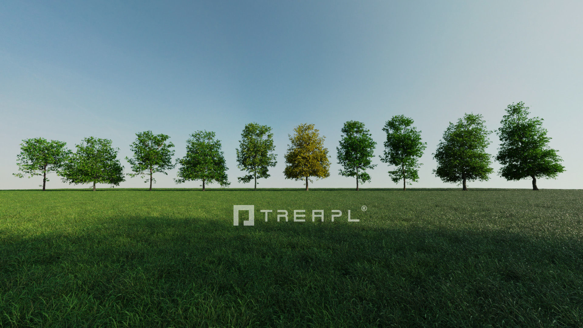 10X Maple Big Mature Tree Acer 3D model_2