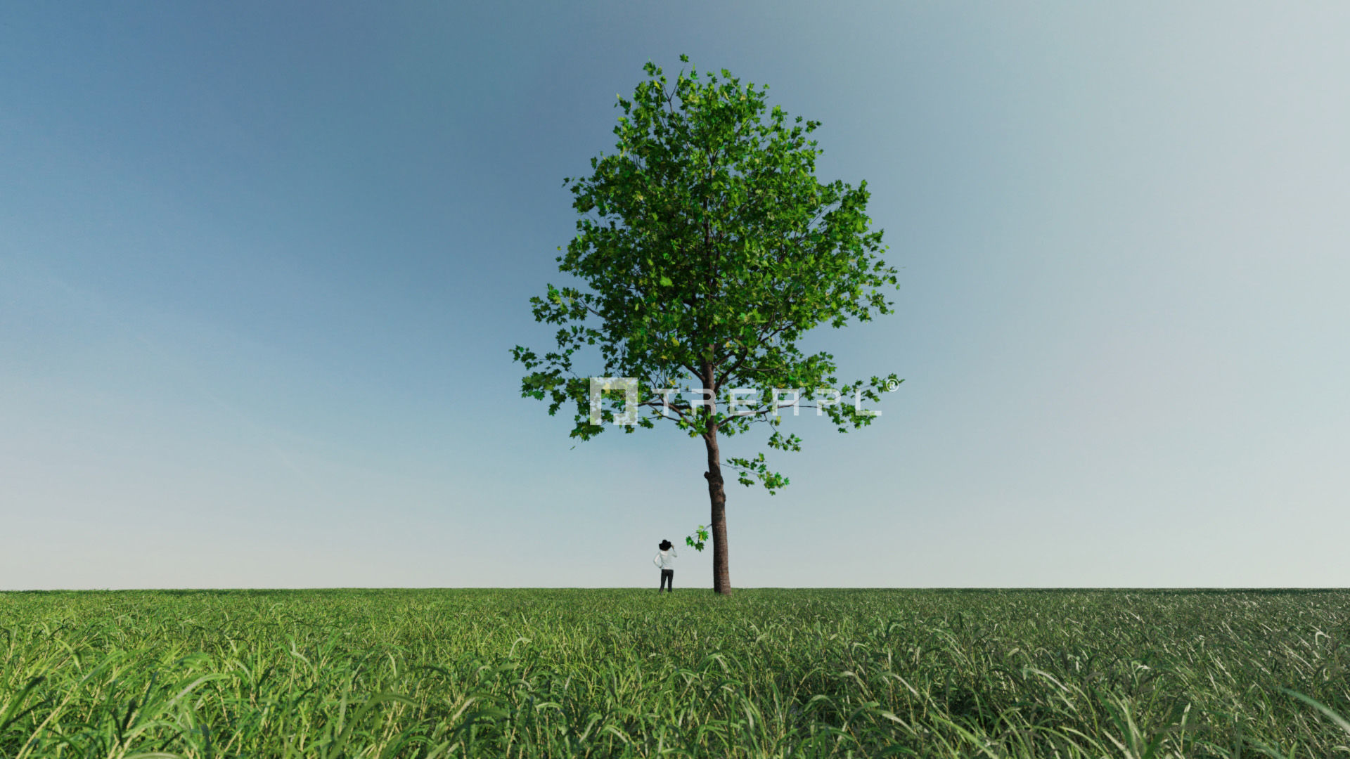 10X Maple Big Mature Tree Acer 3D model_3