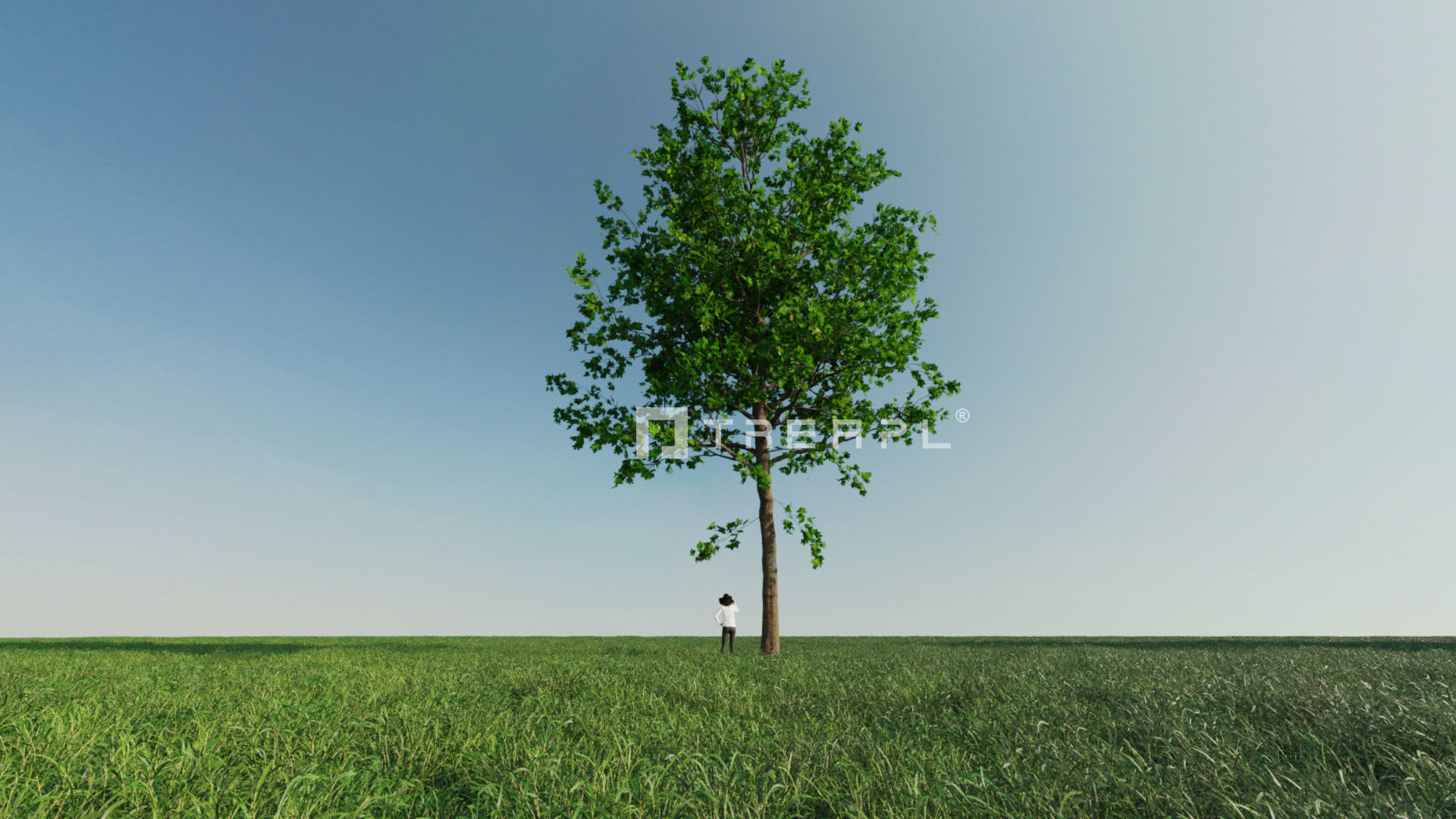 10X Maple Big Mature Tree Acer 3D model_5