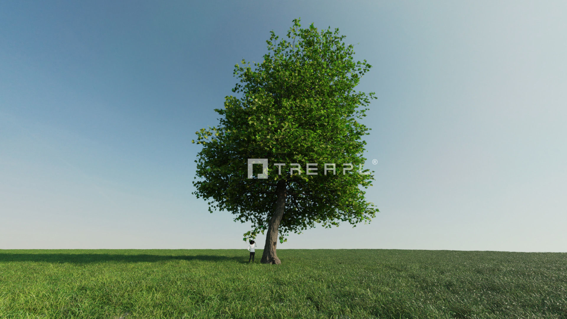 10X Maple Big Mature Tree Acer 3D model_11