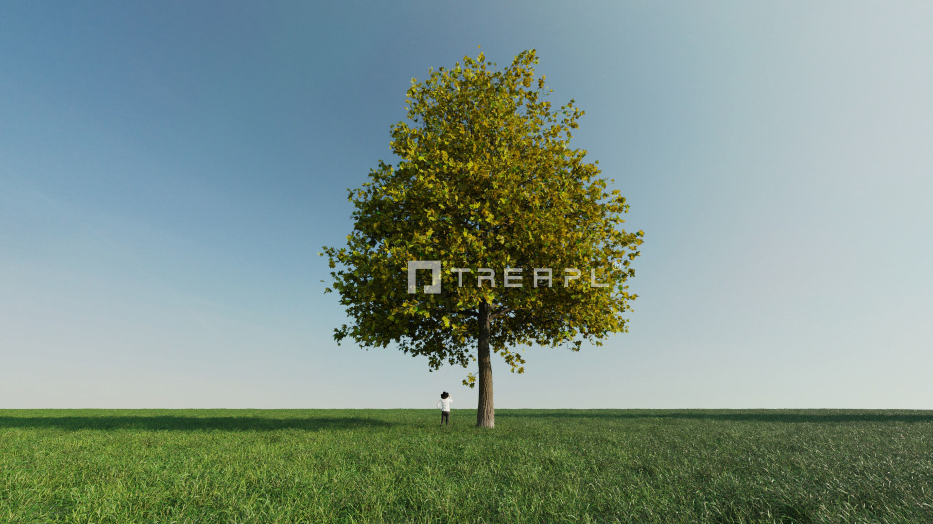10X Maple Big Mature Tree Acer 3D model_8