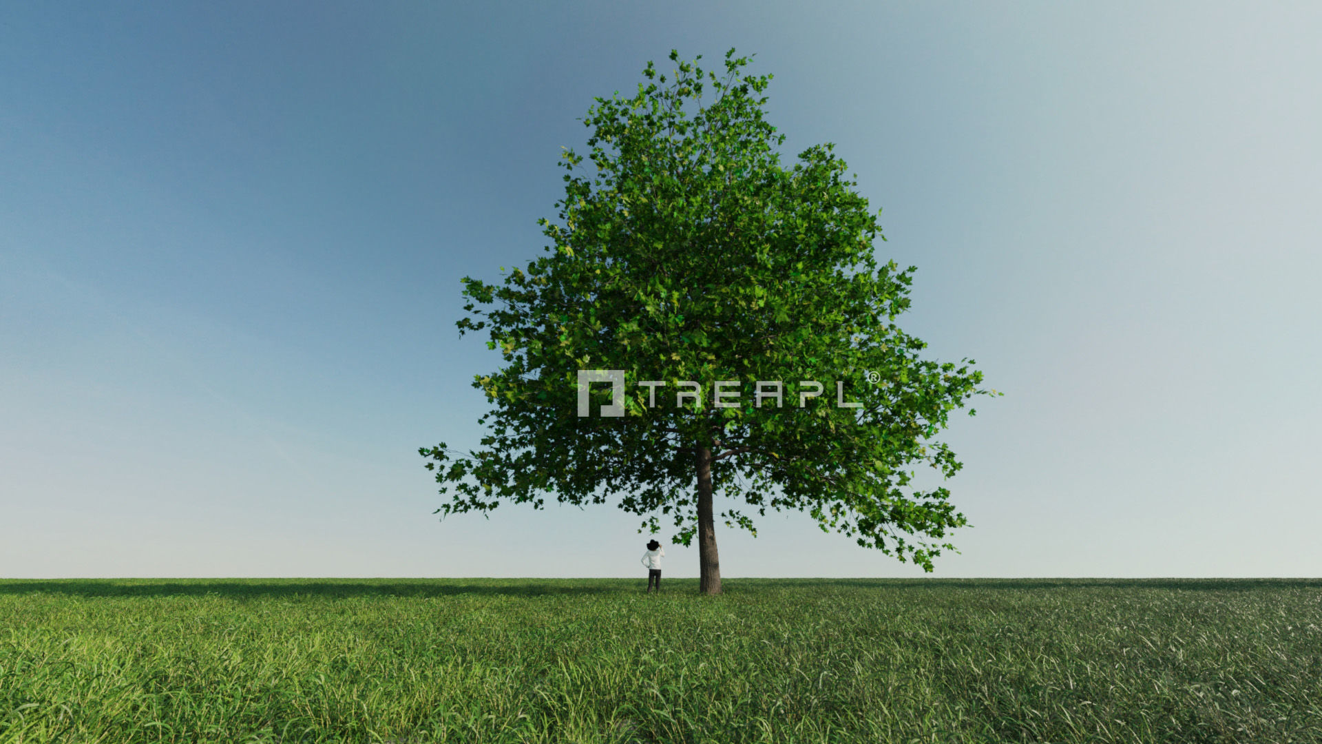 10X Maple Big Mature Tree Acer 3D model_6