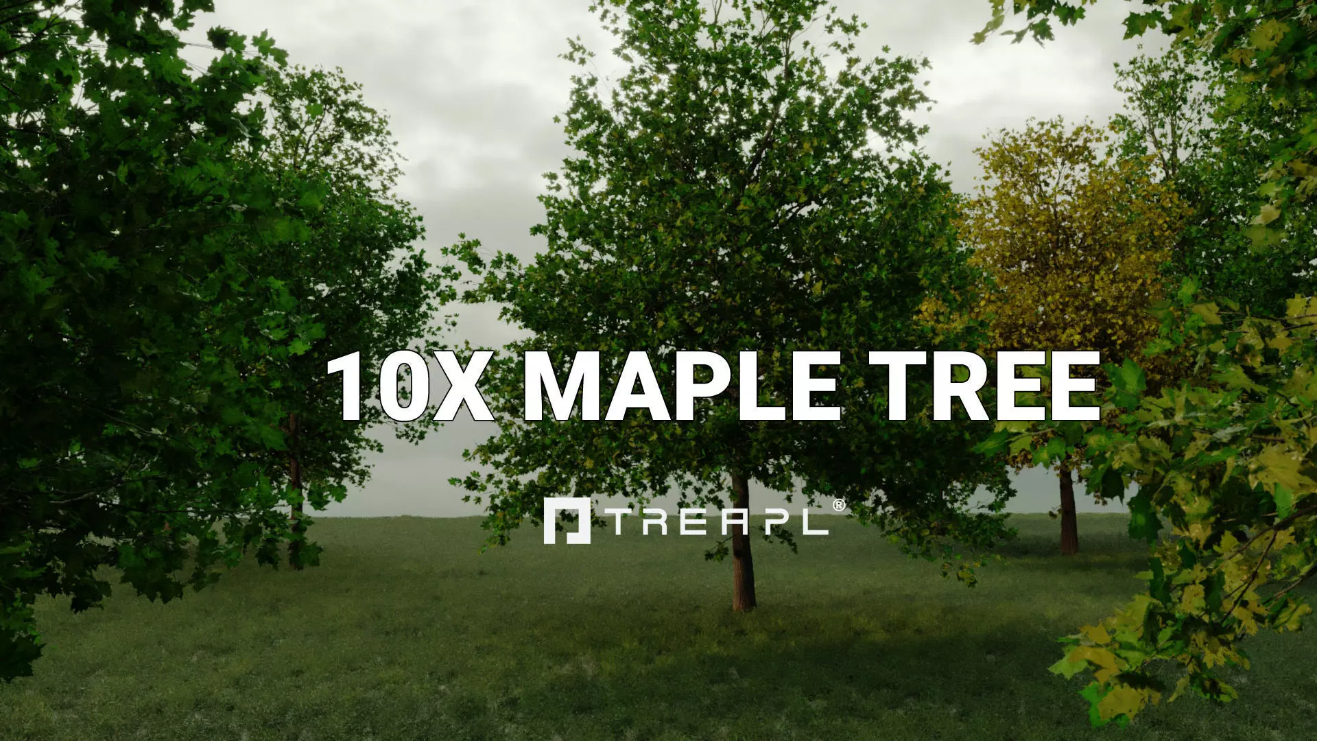 10X Maple Big Mature Tree Acer 3D model_0