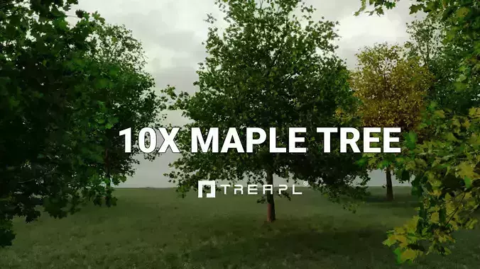 10X Maple Big Mature Tree Acer