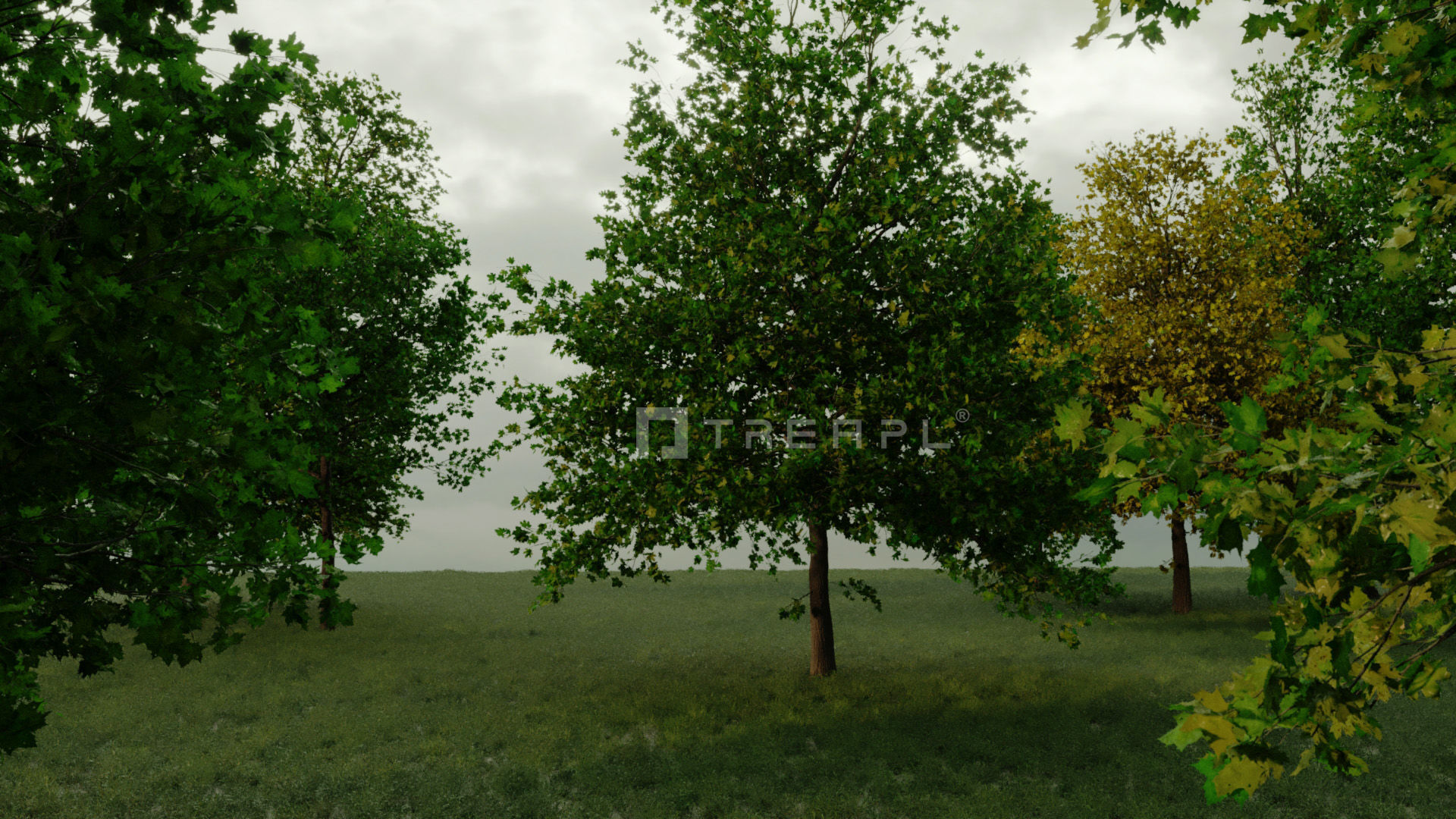 10X Maple Big Mature Tree Acer 3D model_1