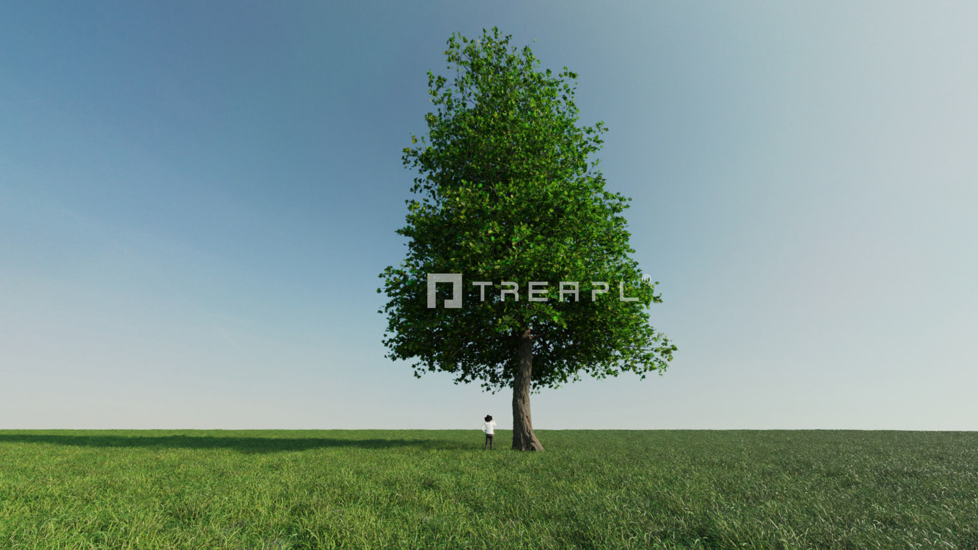 10X Maple Big Mature Tree Acer 3D model_12