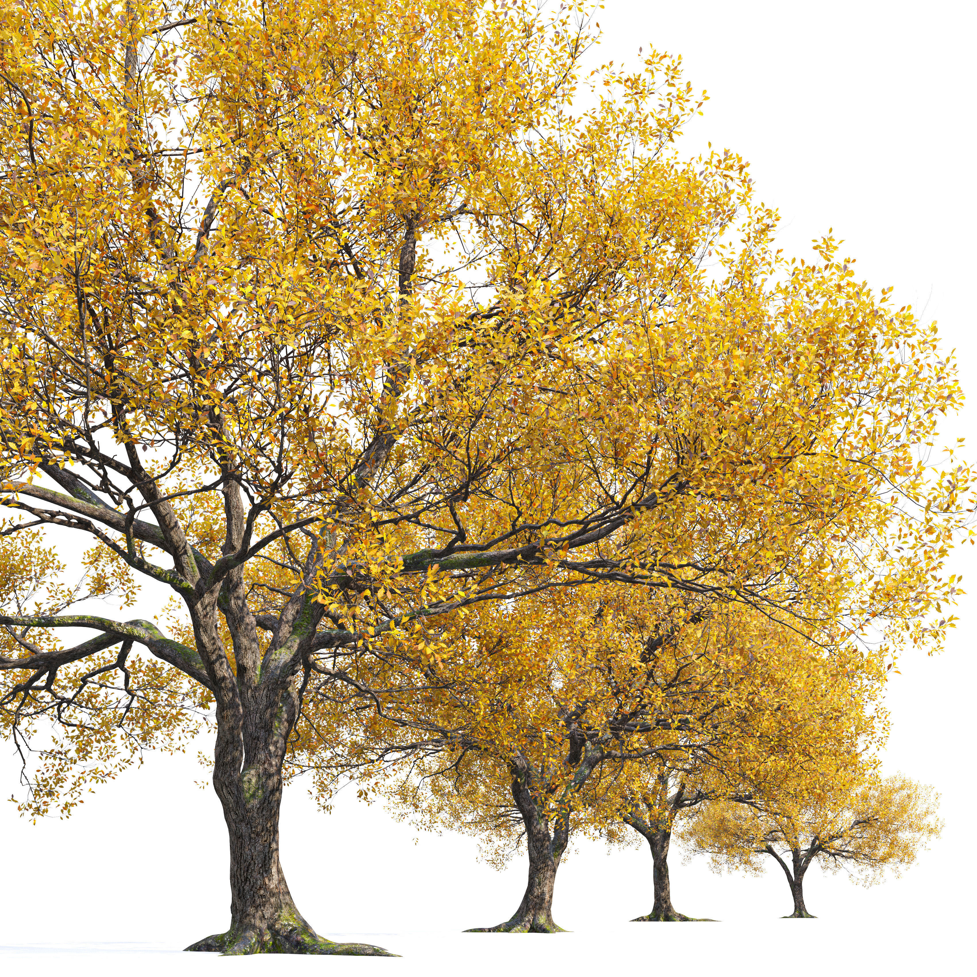 Autumn oak tree 3D model_2