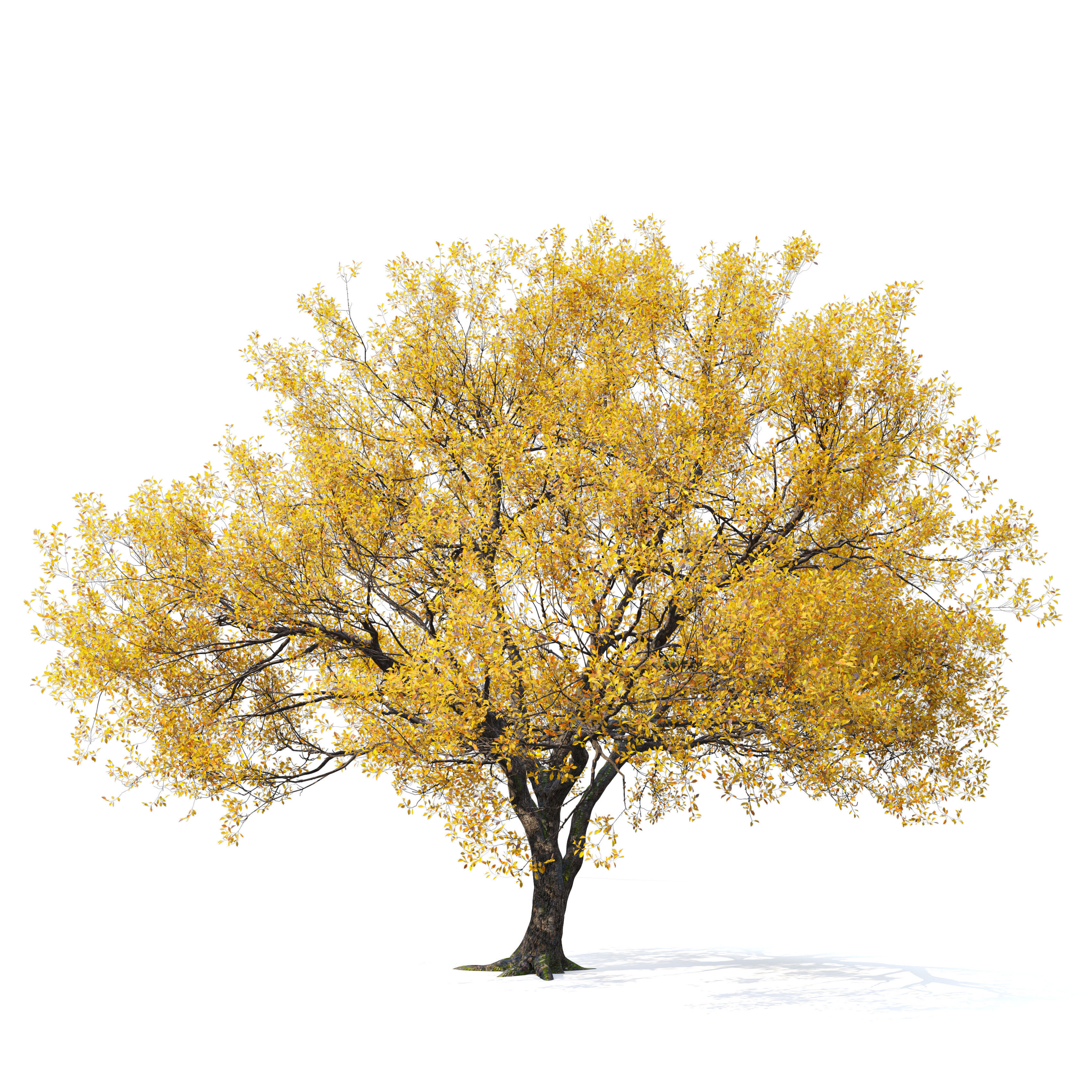 Autumn oak tree 3D model_1