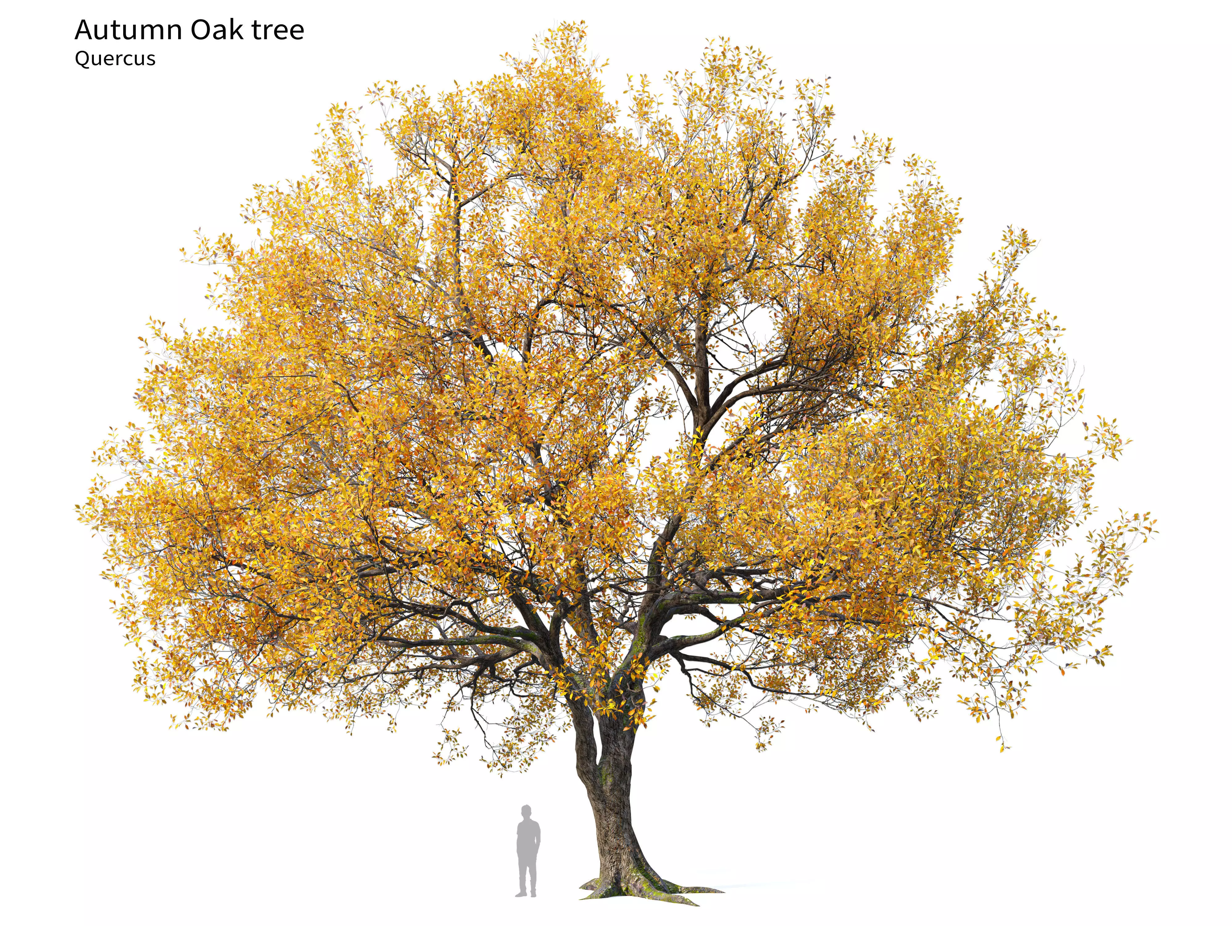 Autumn oak tree 3D model_0