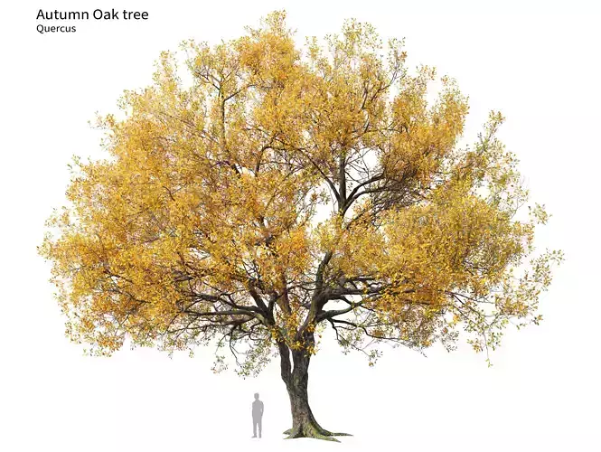 Autumn oak tree 3D model