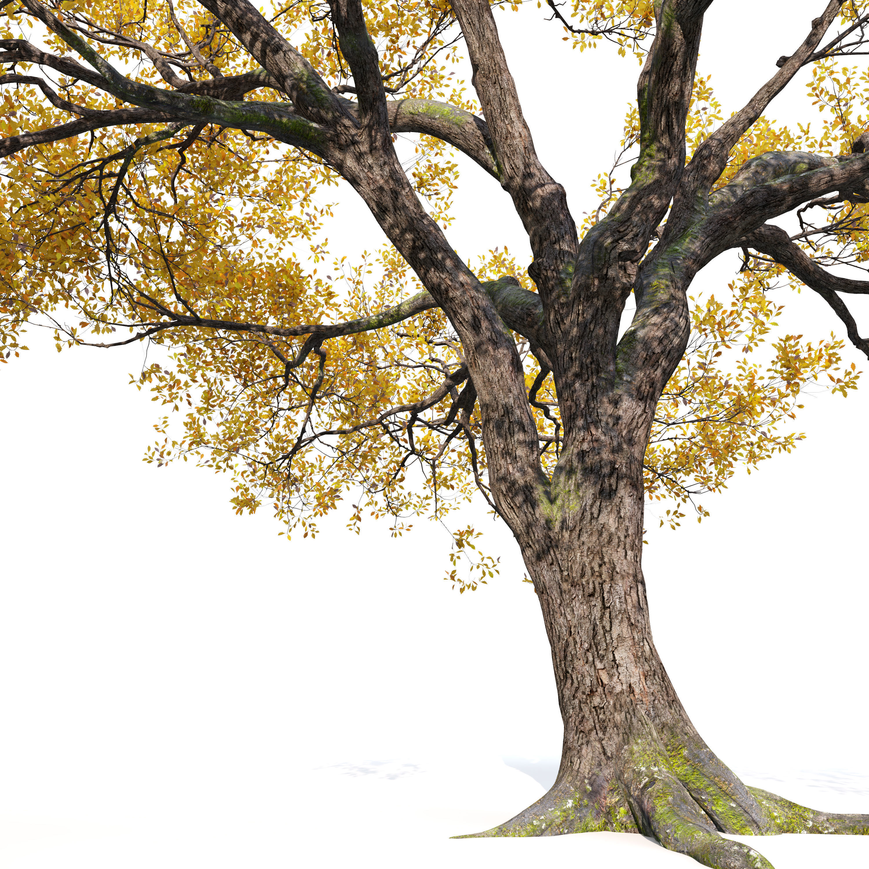 Autumn oak tree 3D model_3