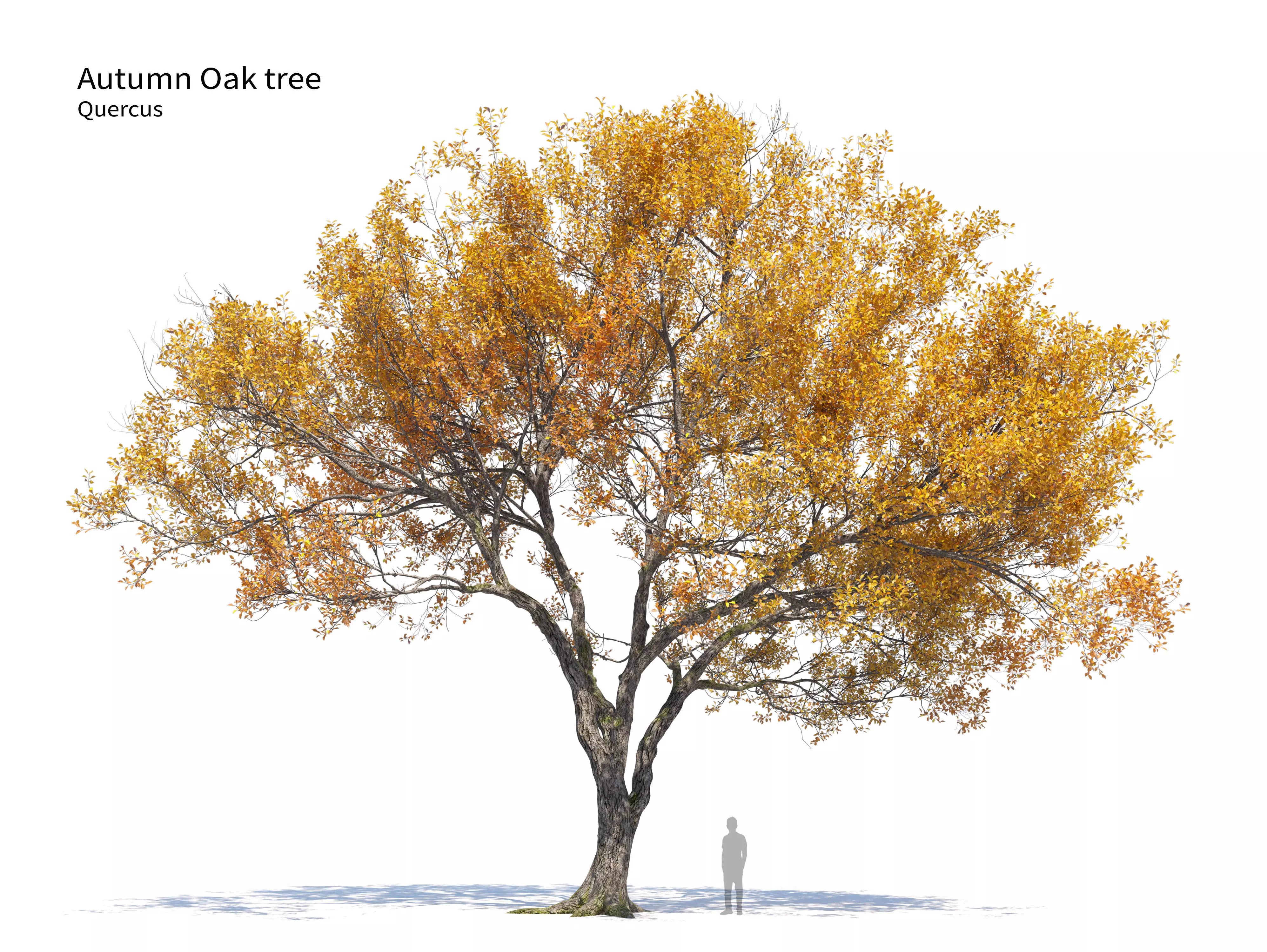 Autumn oak tree 02 3D model_0
