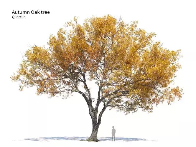 Autumn oak tree 02 3D model
