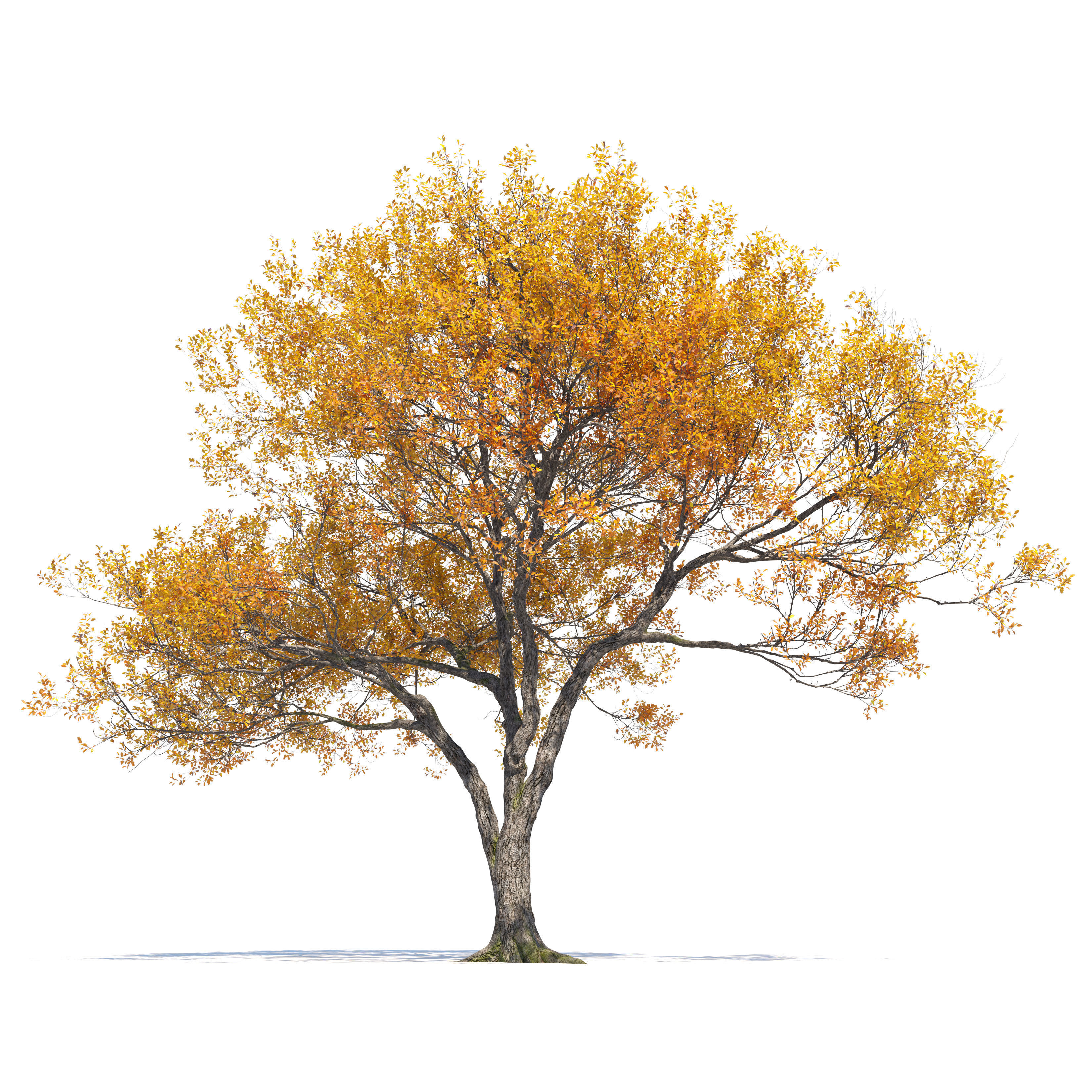 Autumn oak tree 02 3D model_1