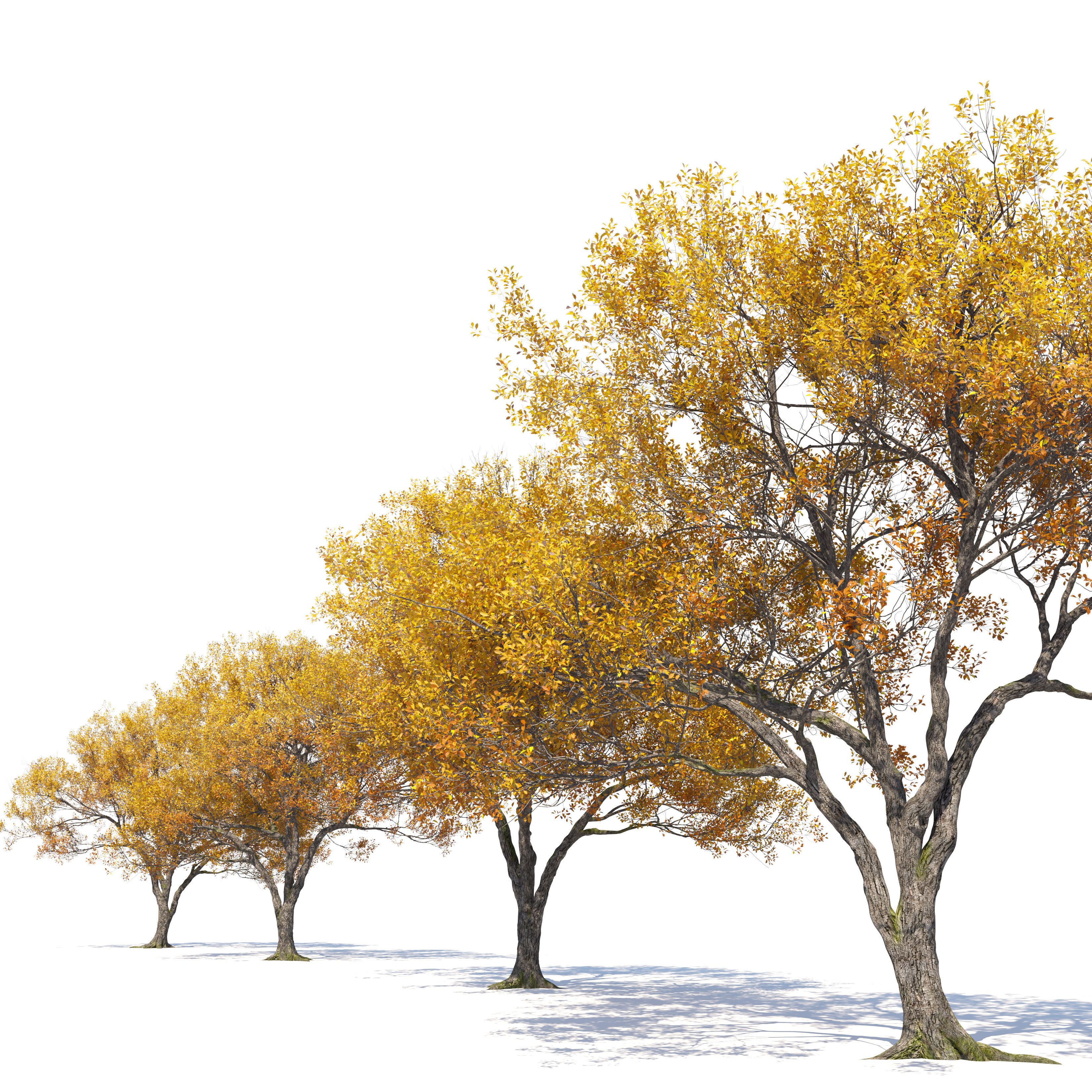 Autumn oak tree 02 3D model_3