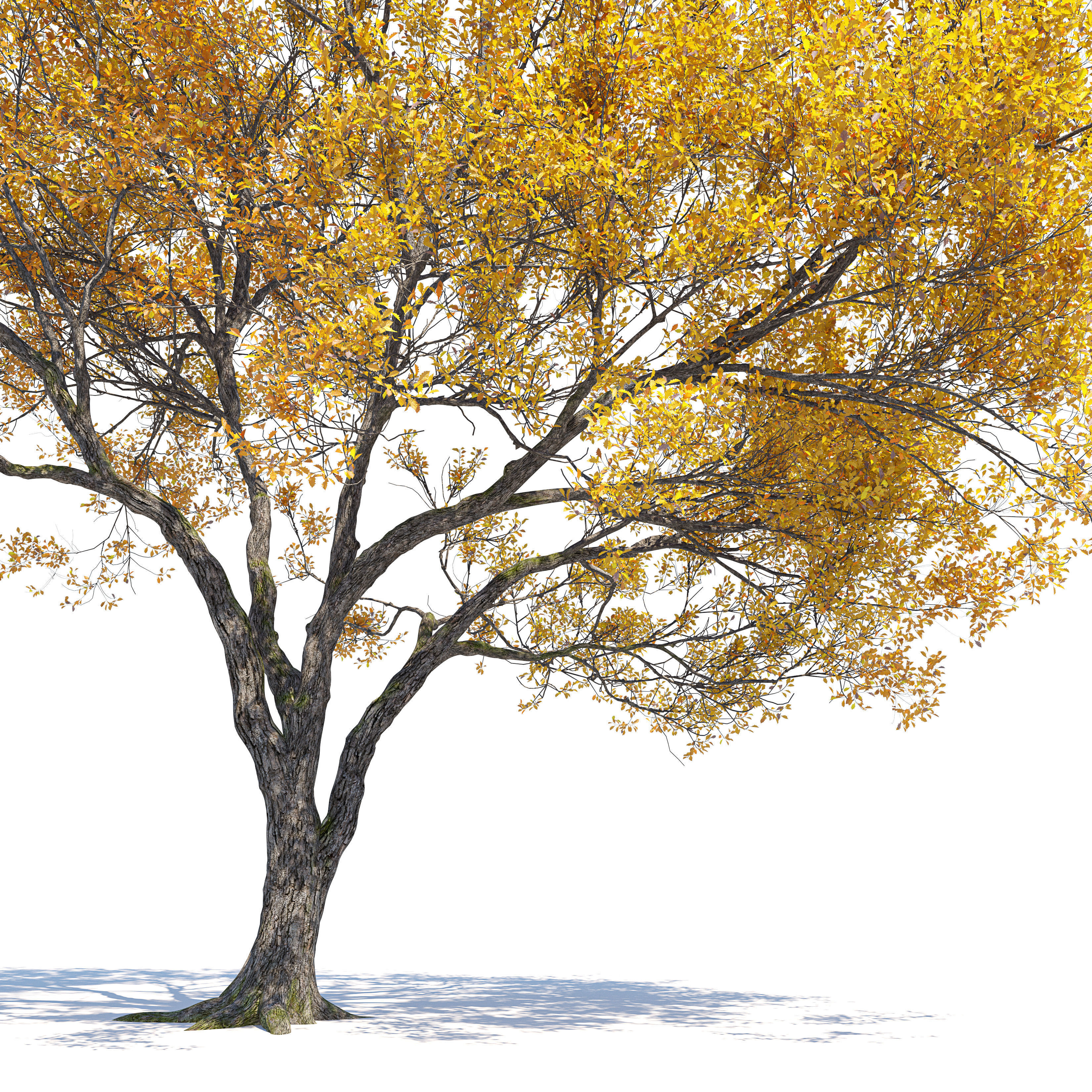Autumn oak tree 02 3D model_2