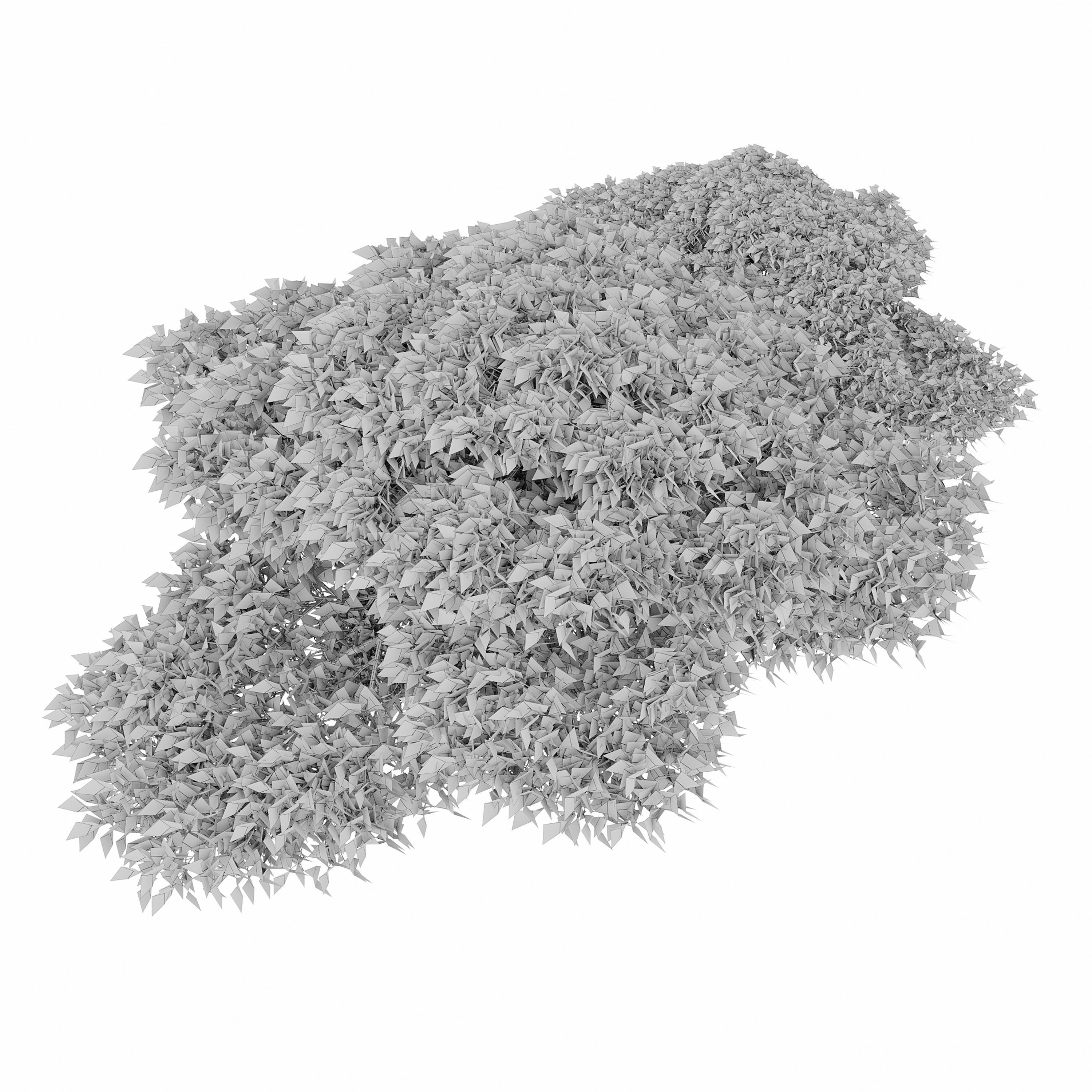 Dwarf White Pine 3D model_3