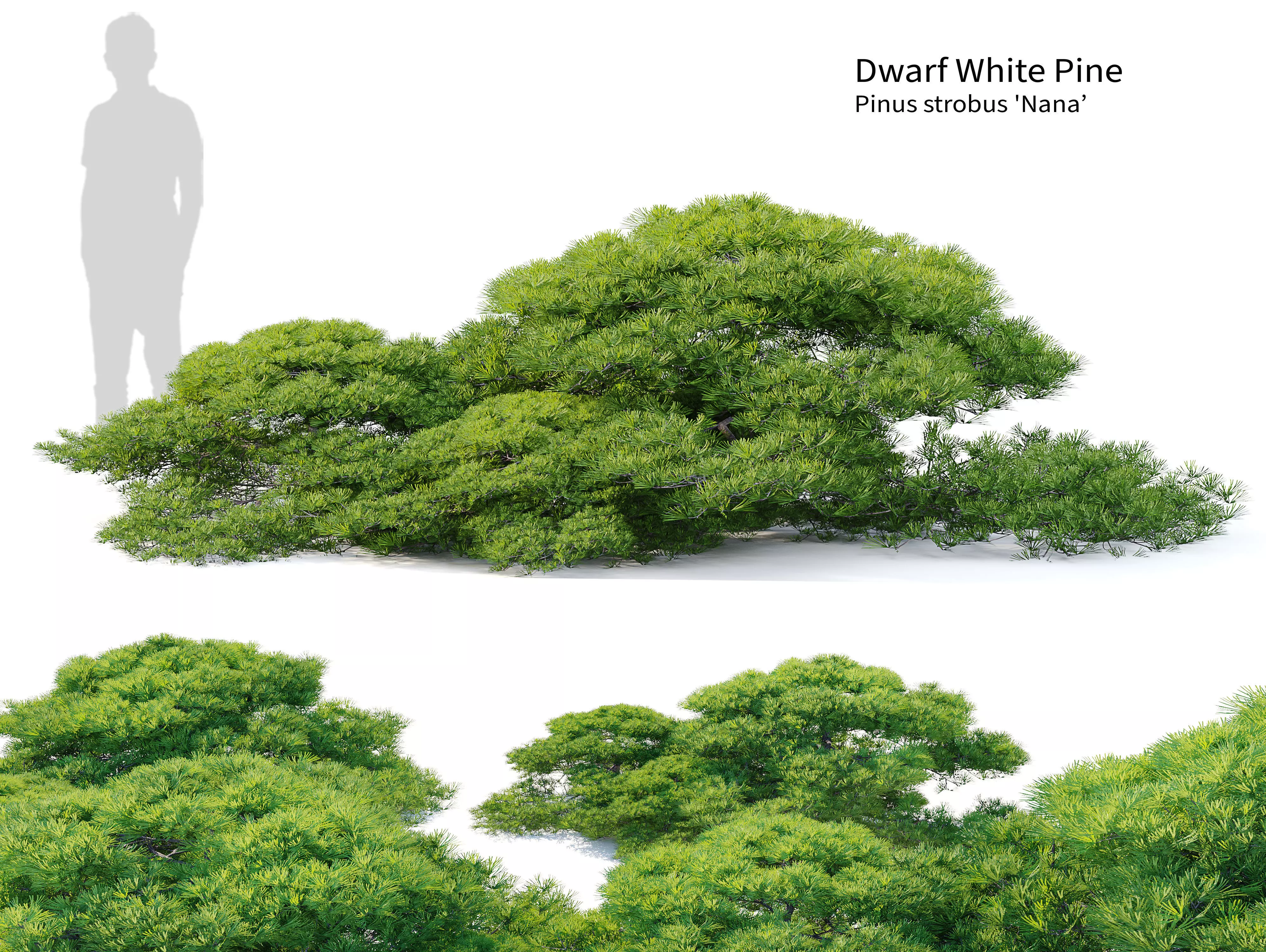 Dwarf White Pine 3D model_0