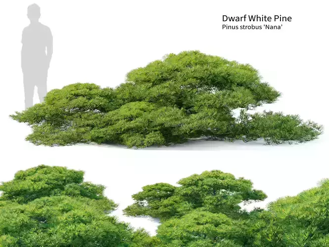 Dwarf White Pine