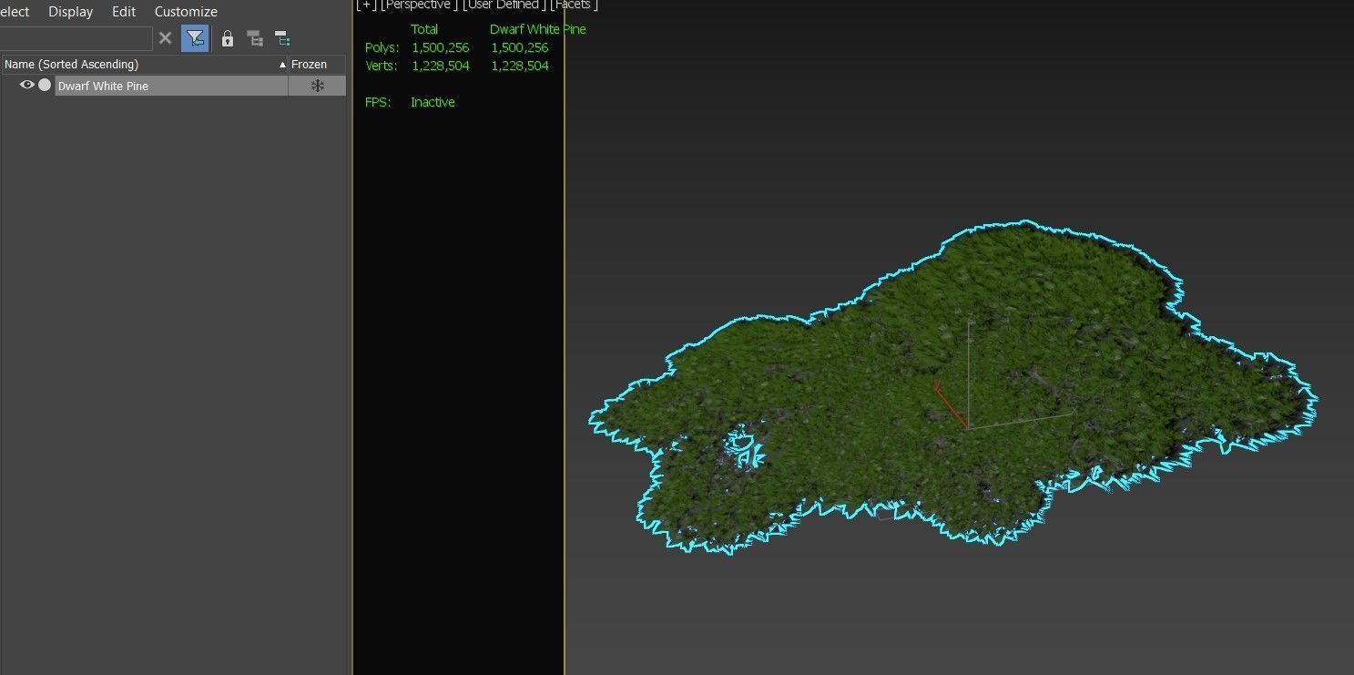 Dwarf White Pine 3D model_4