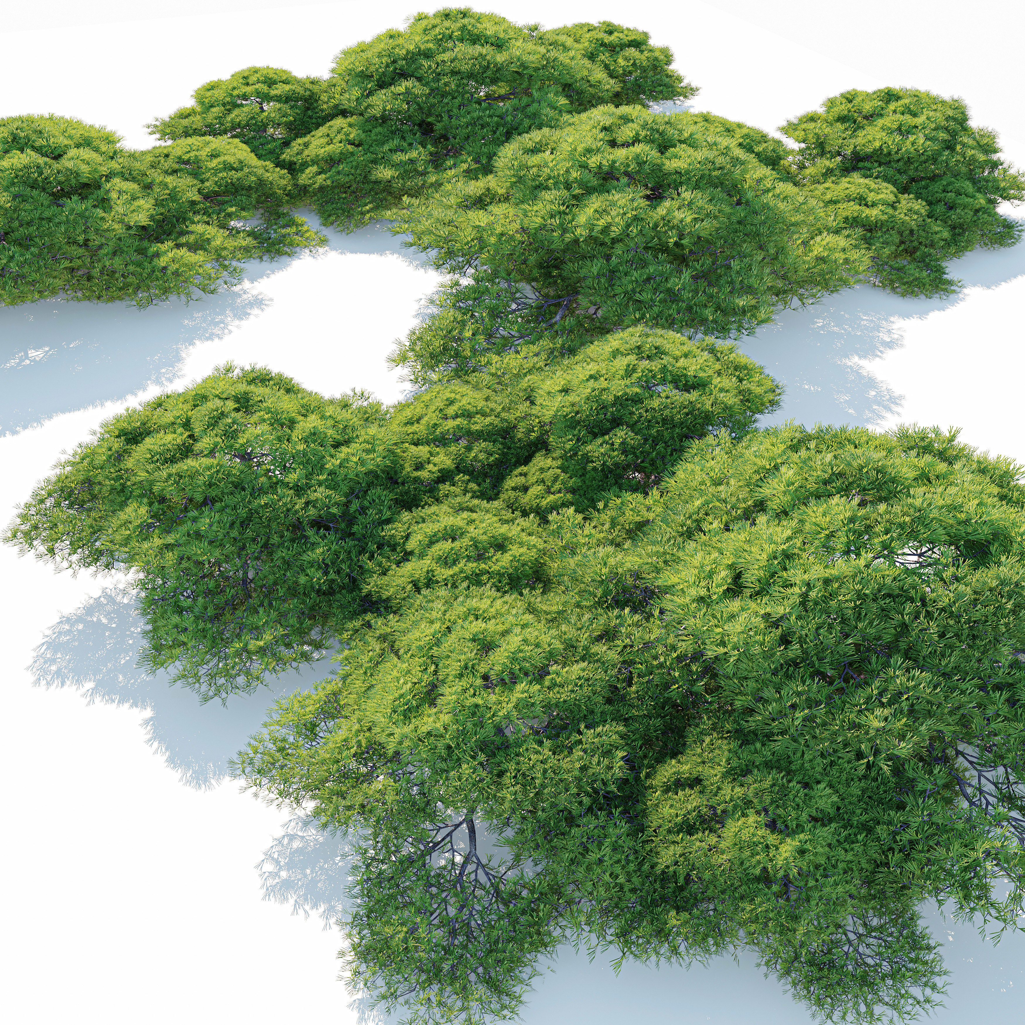 Dwarf White Pine 3D model_2