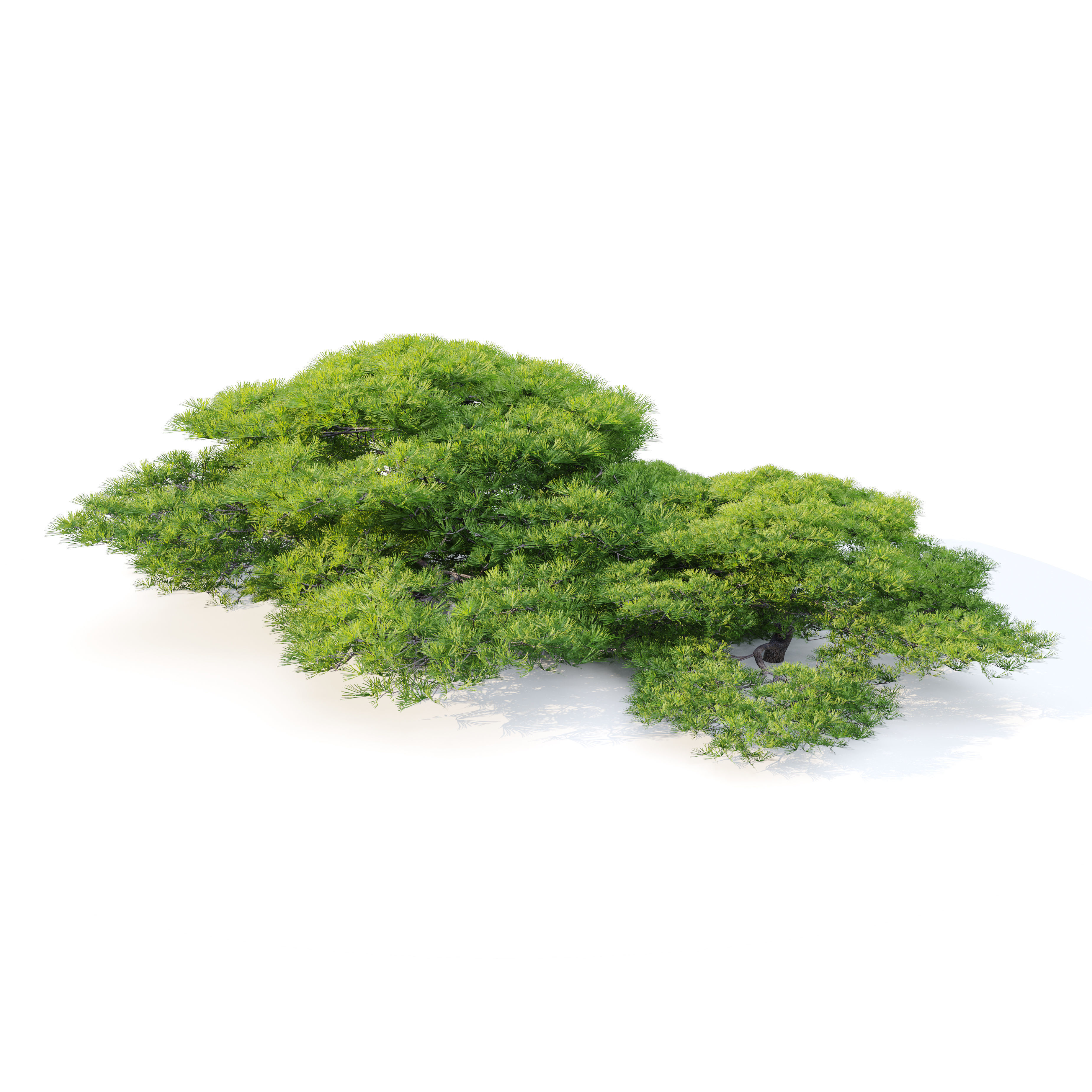 Dwarf White Pine 3D model_1