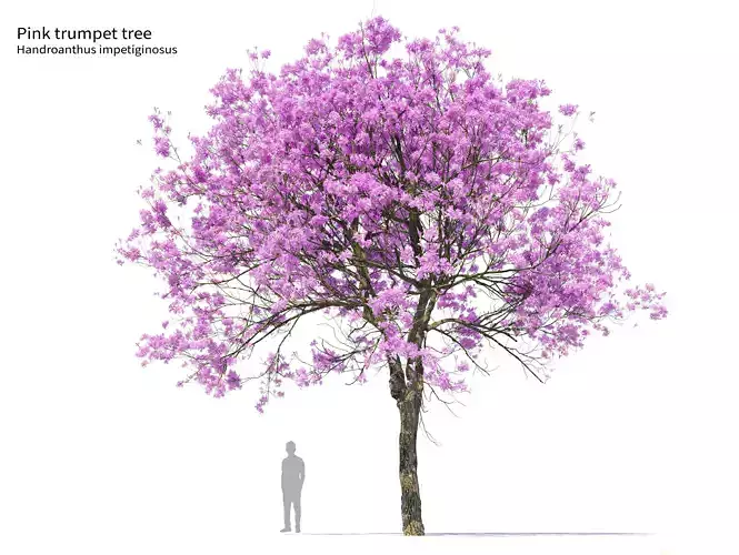 Pink Trumpet Tree 02