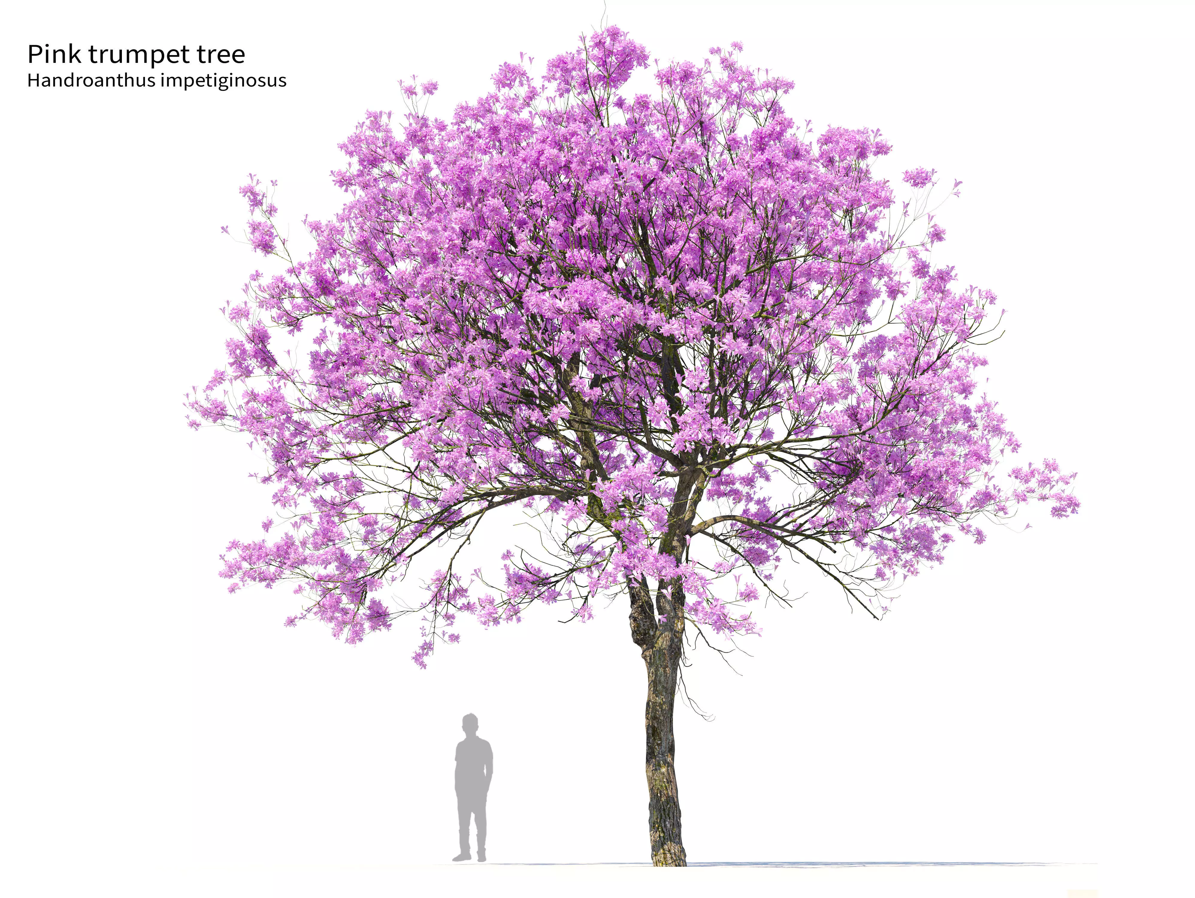Pink Trumpet Tree 02 3D model_0