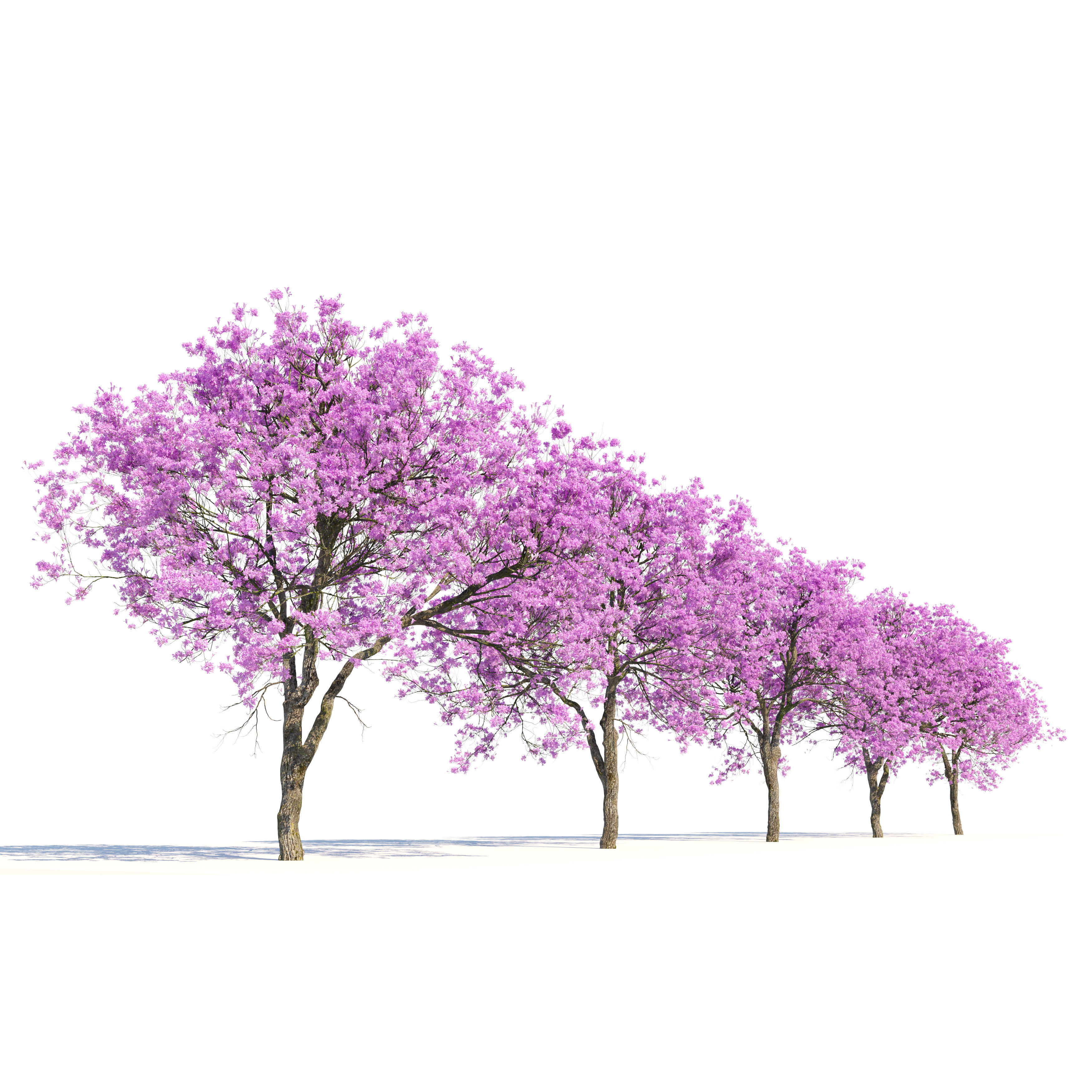 Pink Trumpet Tree 02 3D model_2