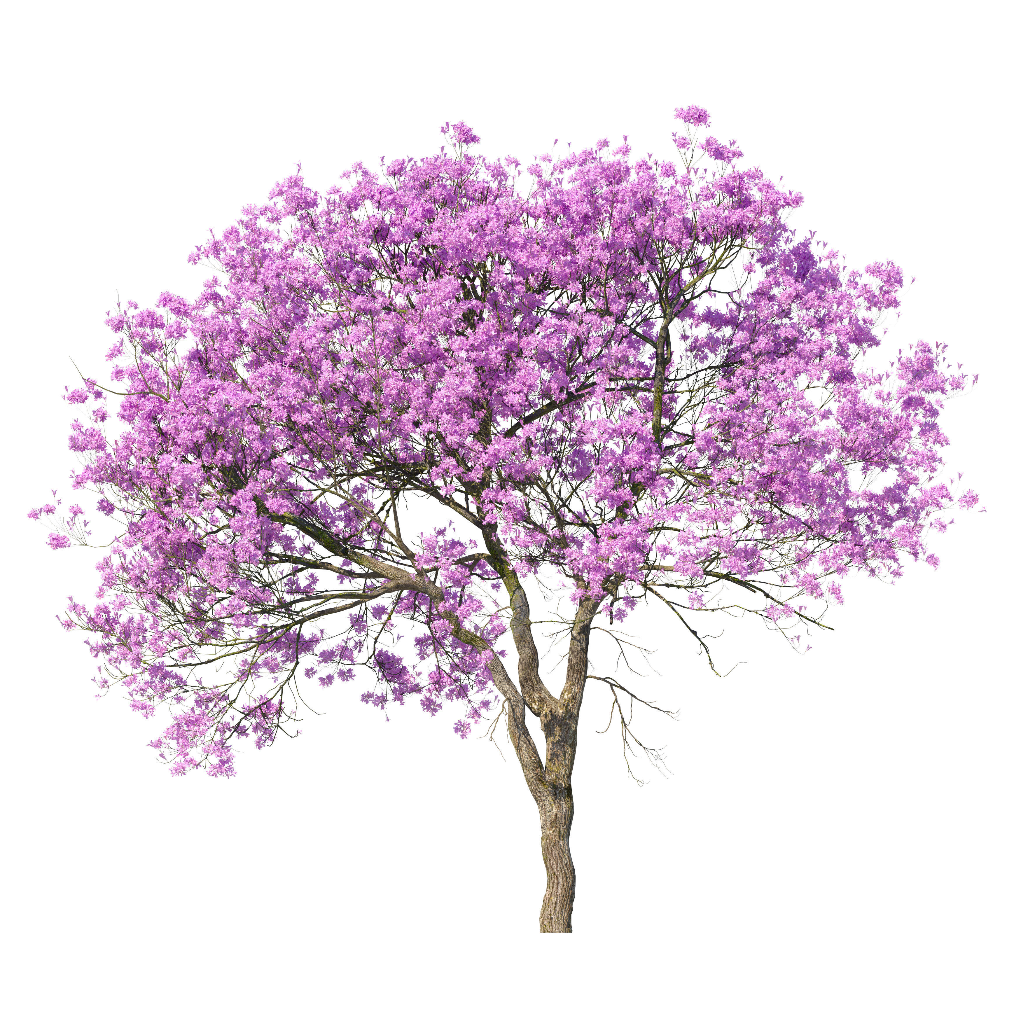 Pink Trumpet Tree 02 3D model_1