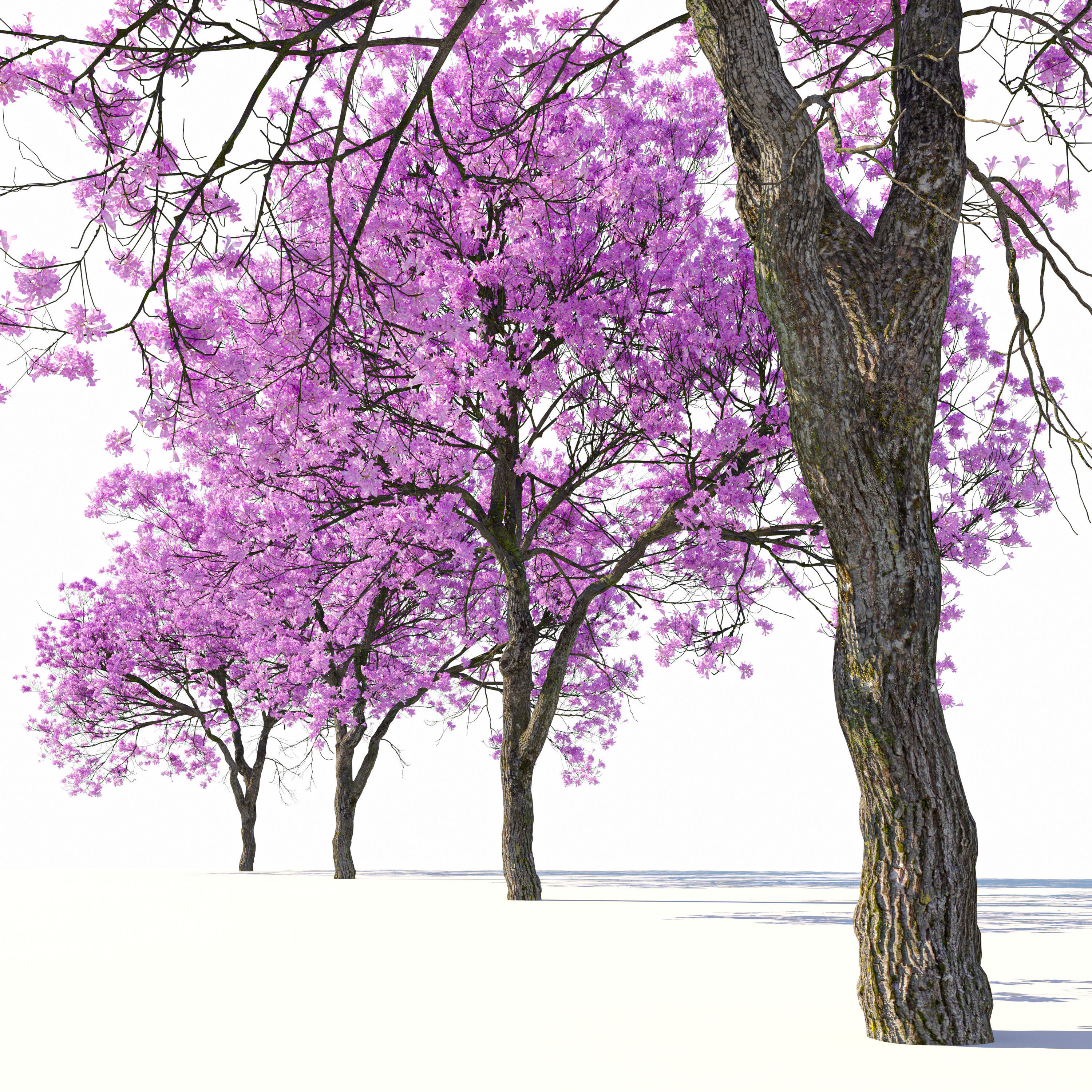 Pink Trumpet Tree 02 3D model_3