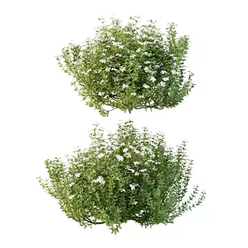 romneya coulter Plant 06 