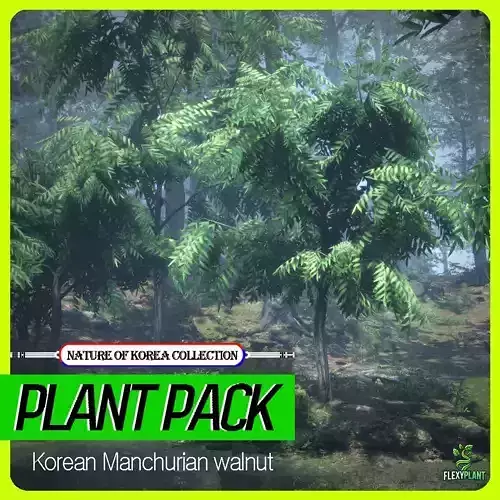 Korean Endemic Species Plant - 5 Korean Manchurian walnut Tree