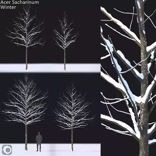 Acer Saccharinum Winter