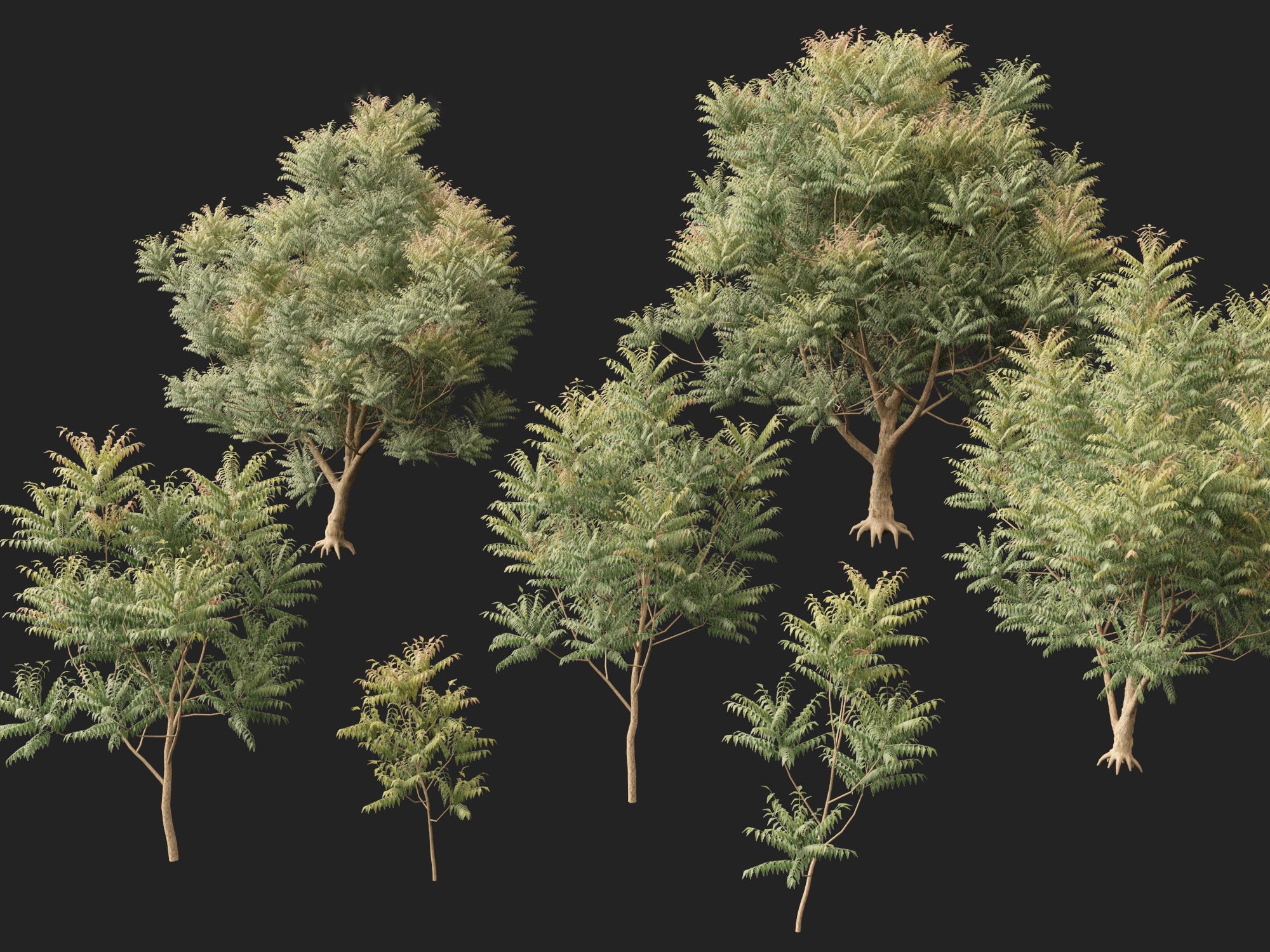 HighPolyLowPoly Azadirachta indica - neem tree Low-poly 3D model_2