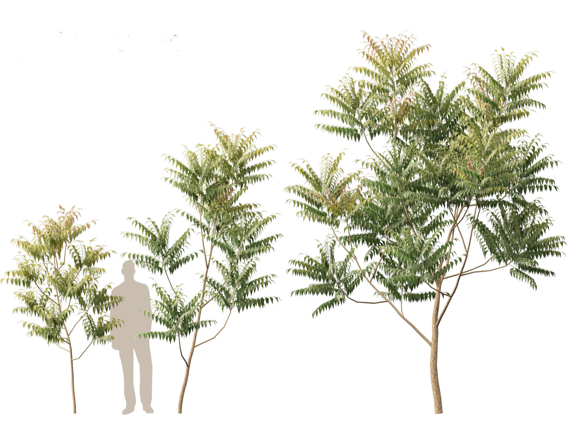 HighPolyLowPoly Azadirachta indica - neem tree Low-poly 3D model_6